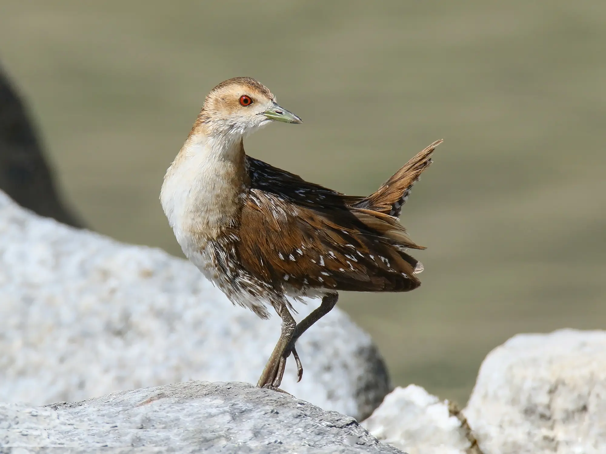 Baillon's Crake