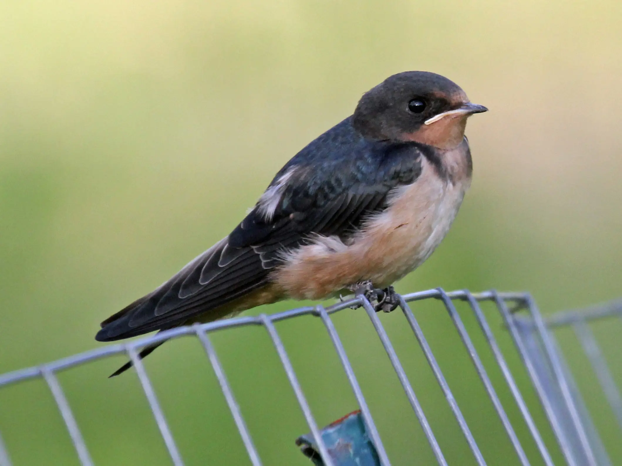 Barn Swallow