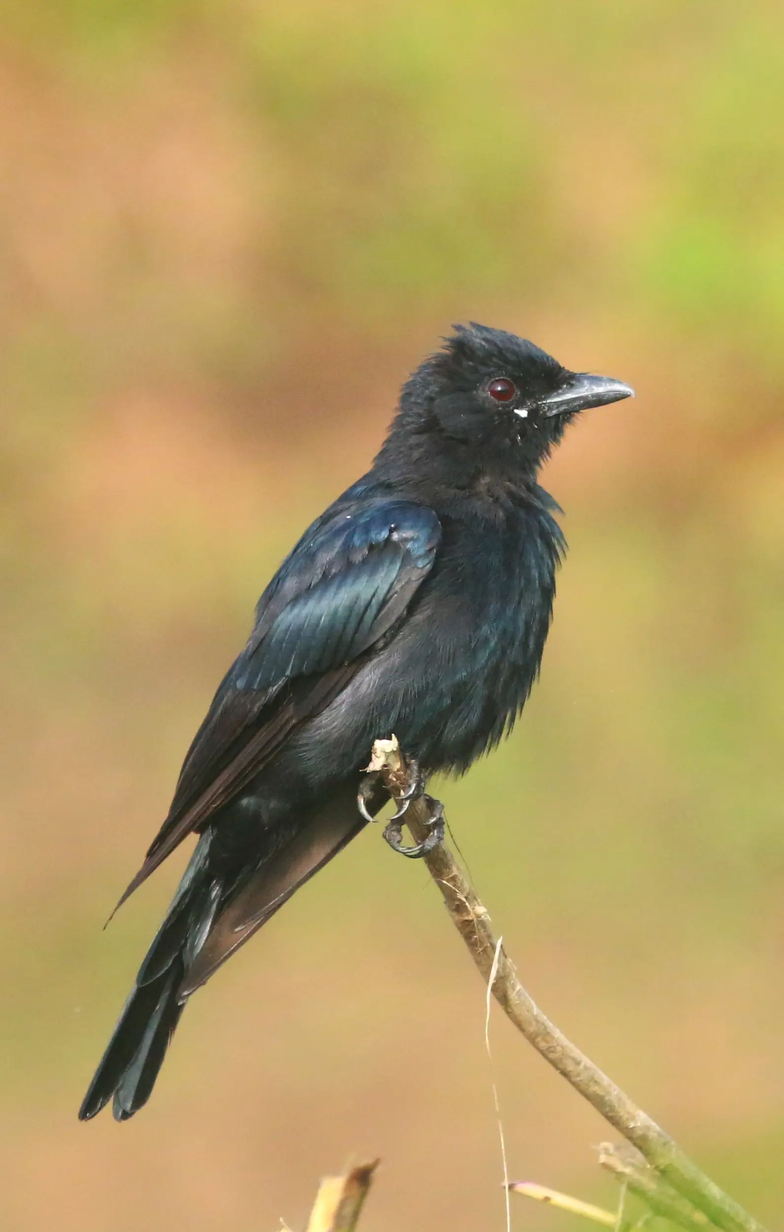 Black Drongo