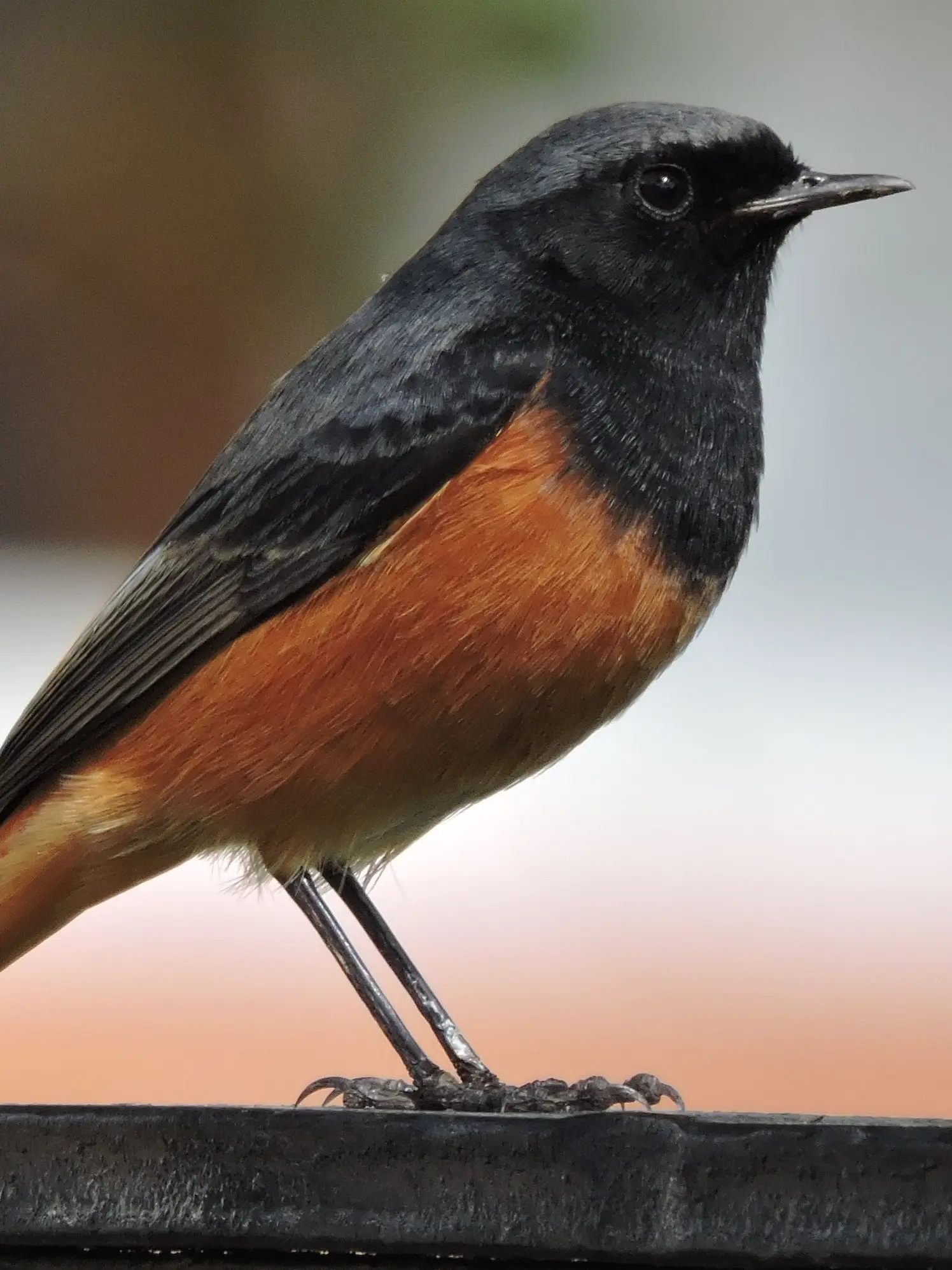Black Redstart