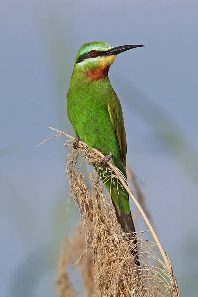 Blue-cheeked Bee-eater