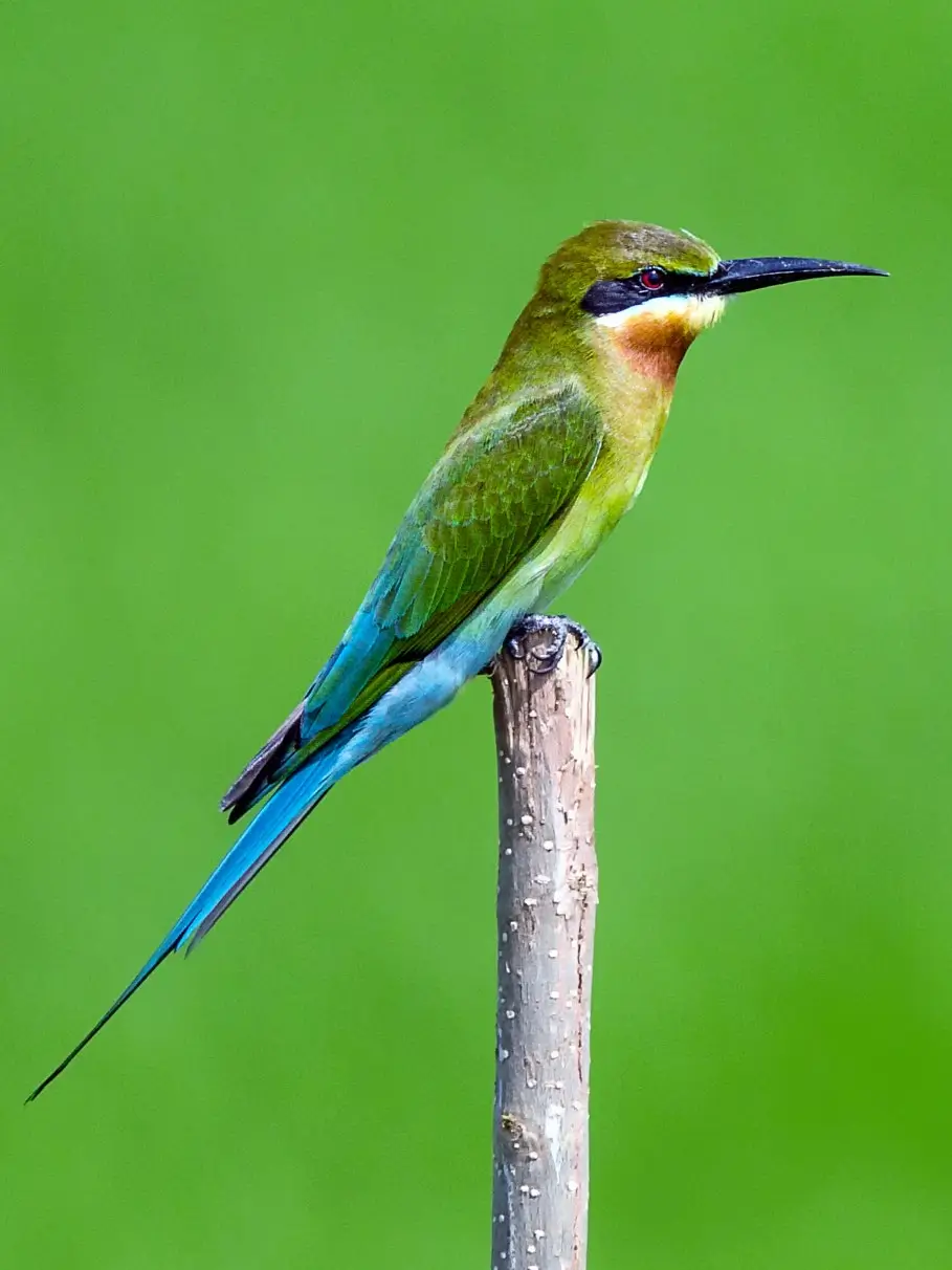 Blue-tailed Bee-eater