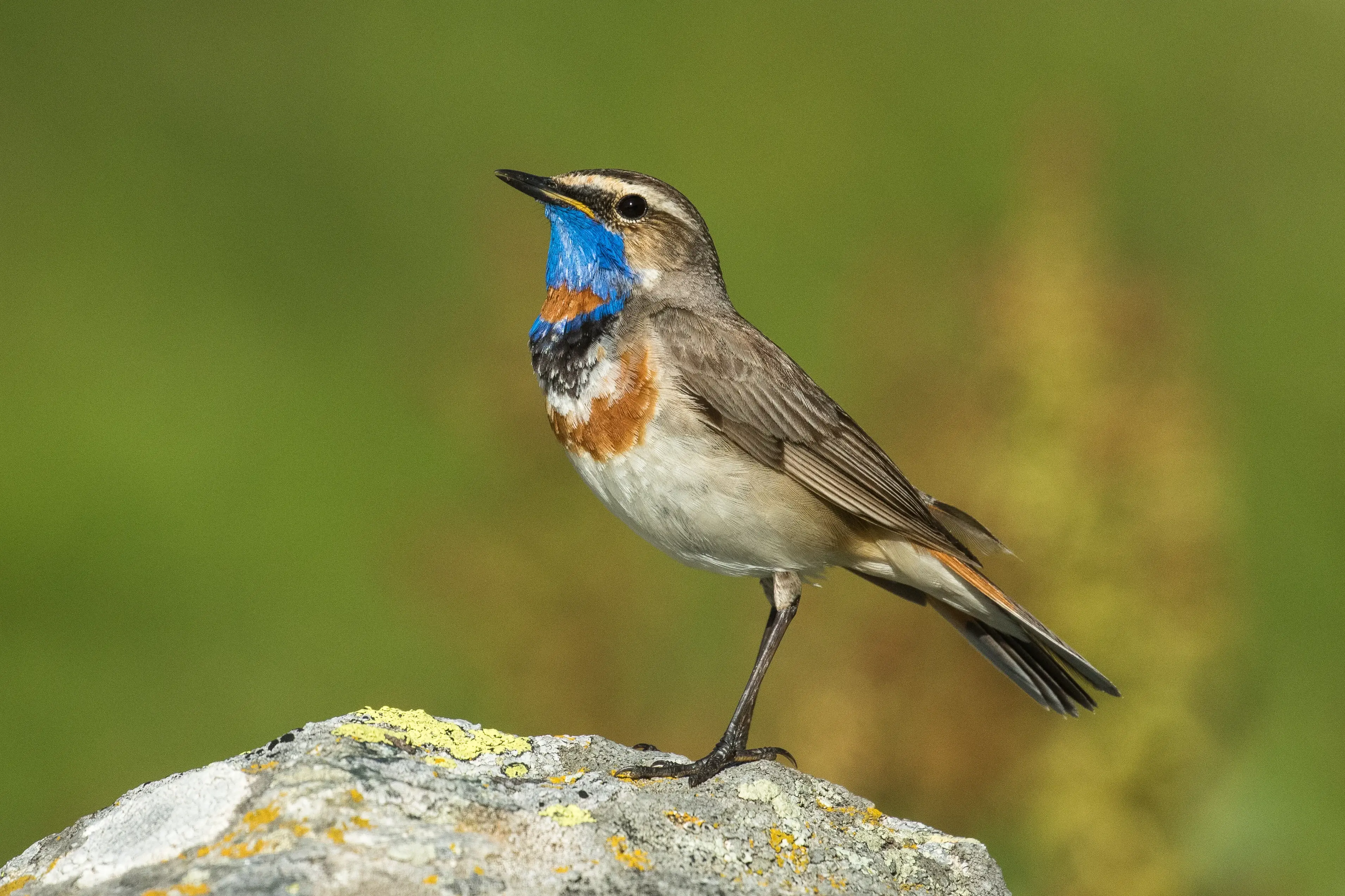Bluethroat