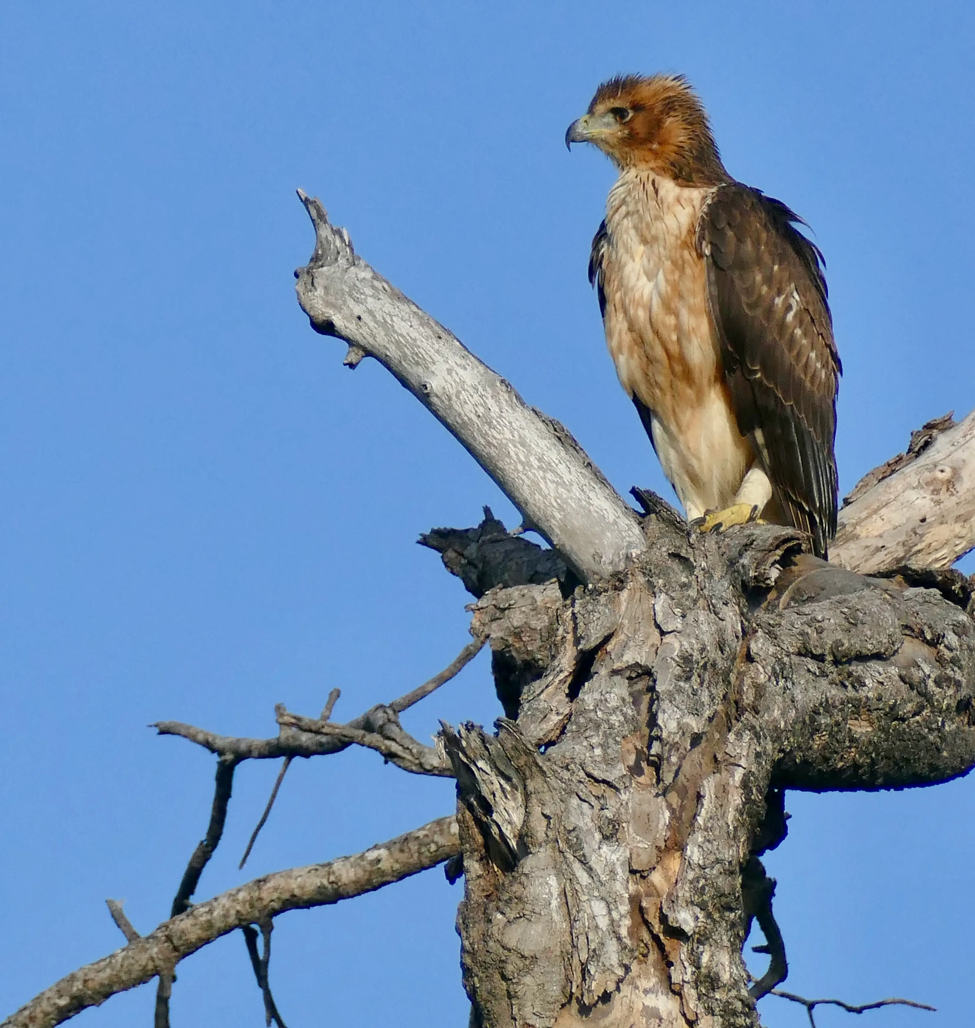 Booted Eagle