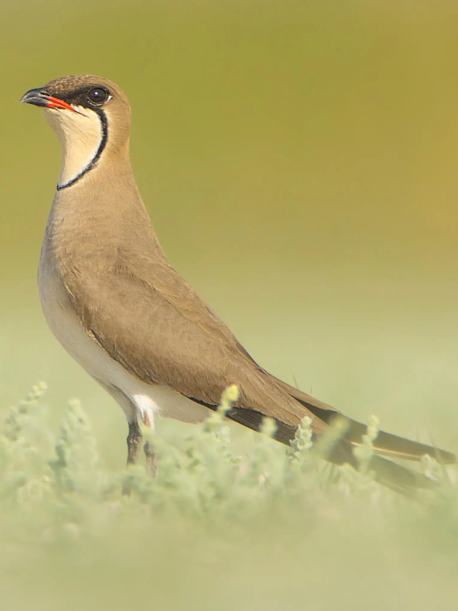 Collared Pratincole