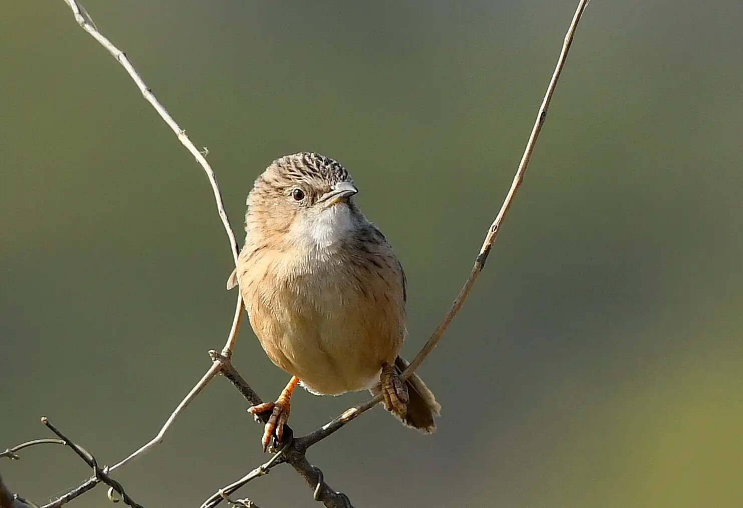 Common Babbler
