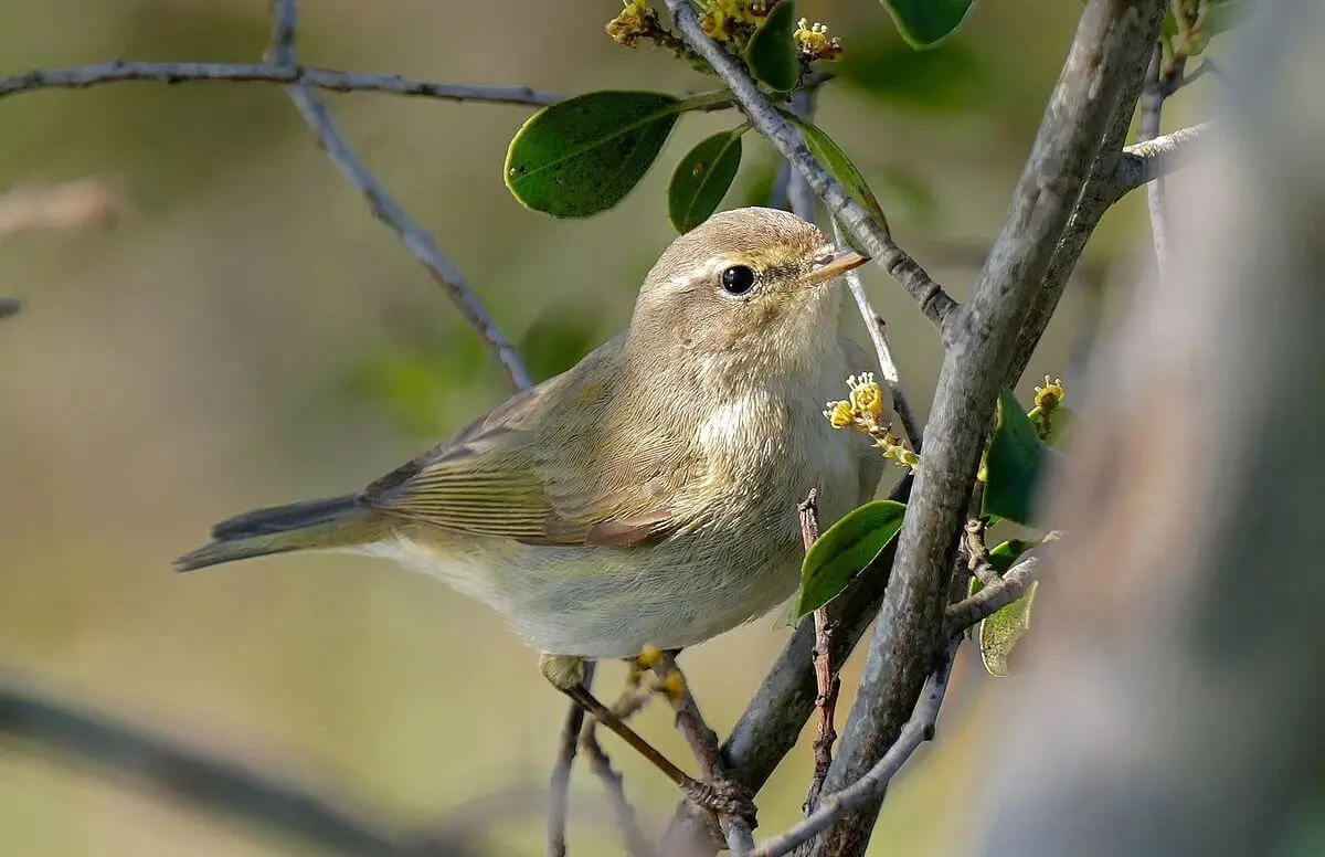 Common Chiffchaff