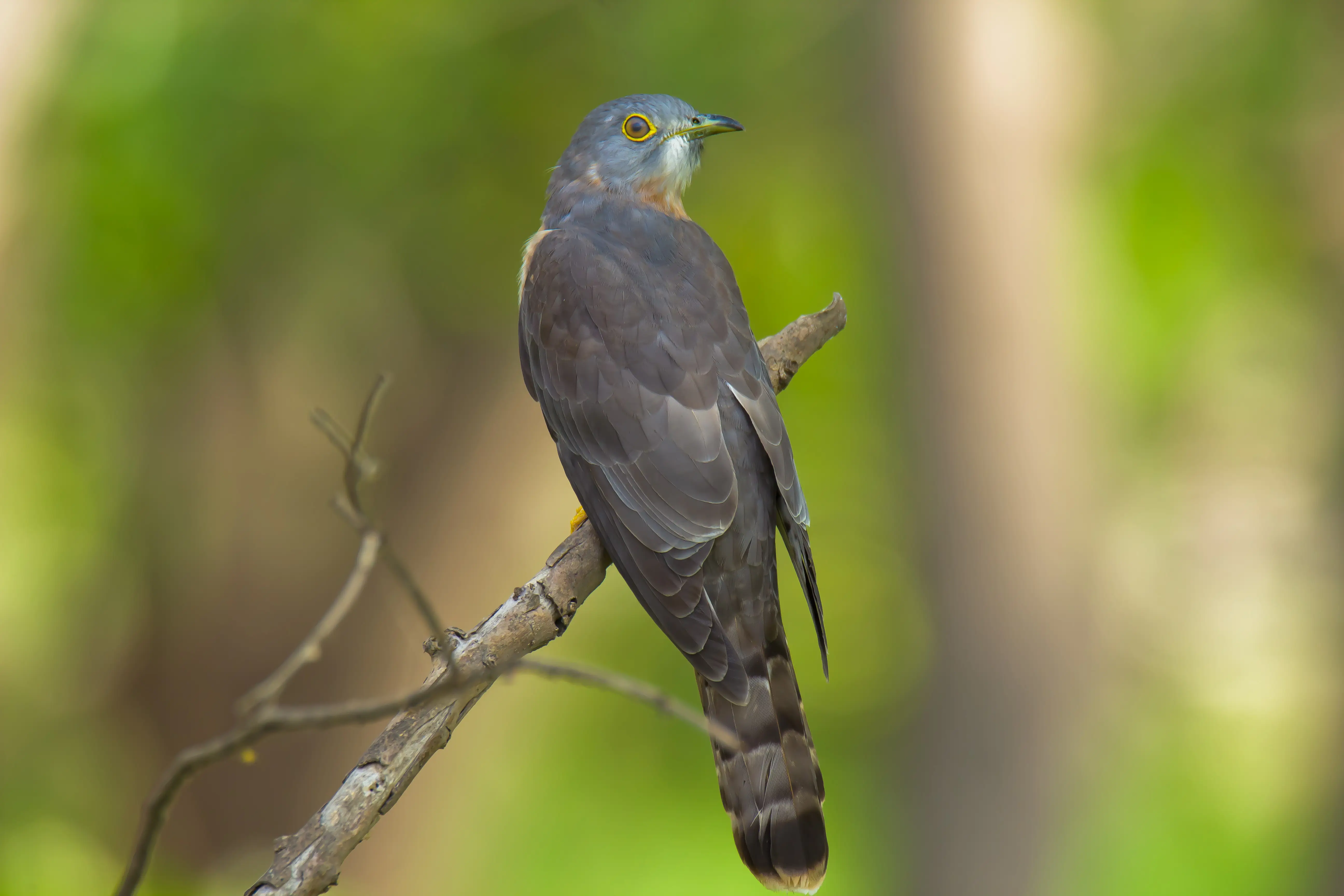 Common hawk-cuckoo