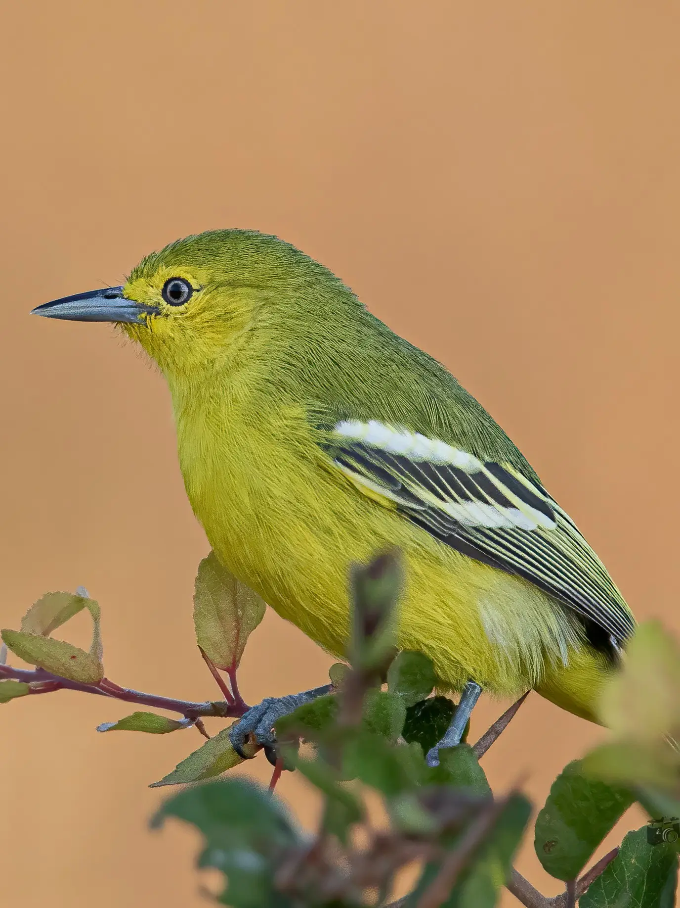 Common Iora