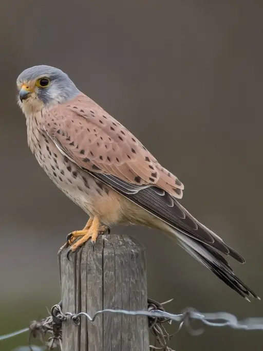 Common Kestrel