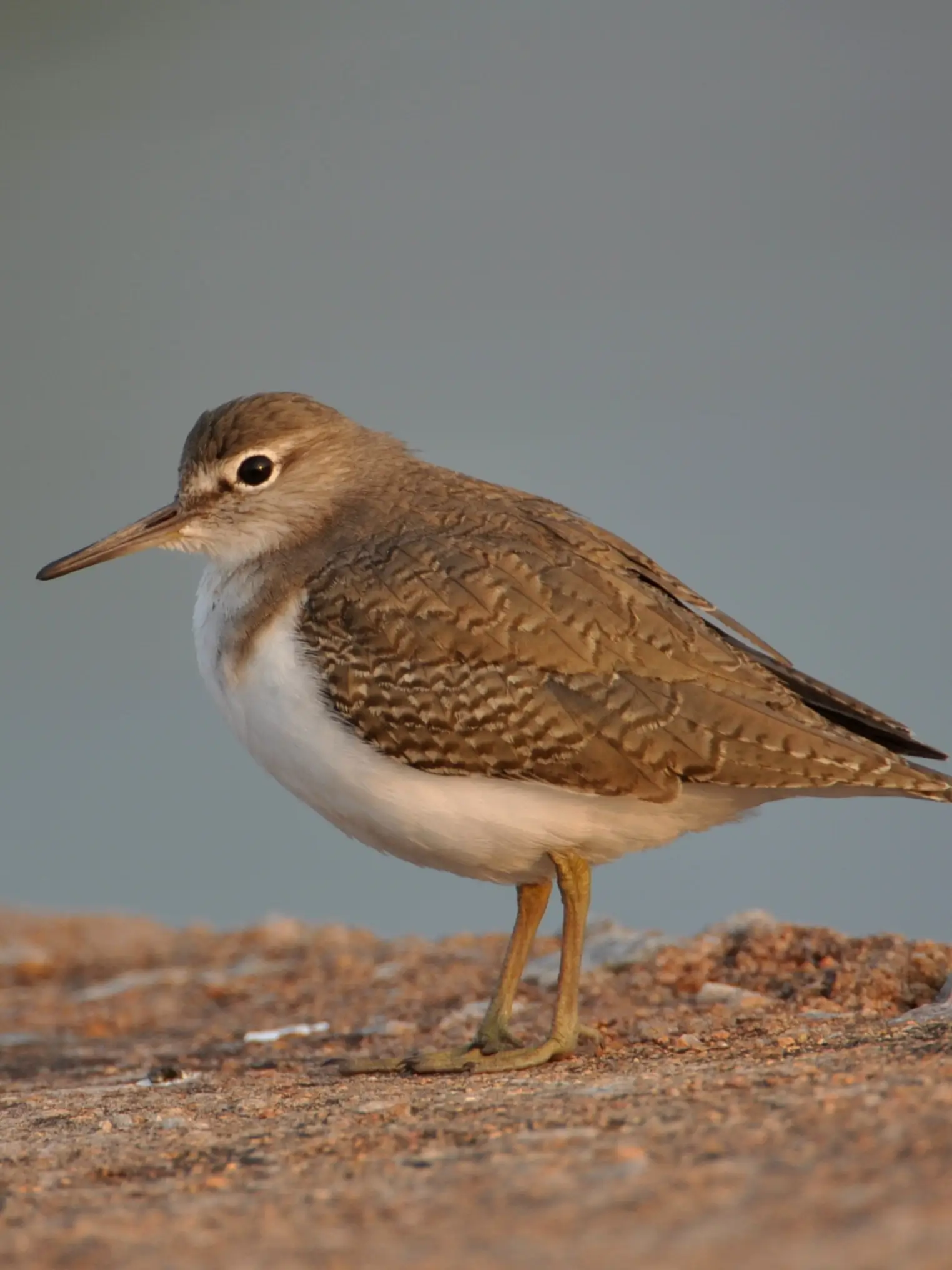 Common Sandpiper