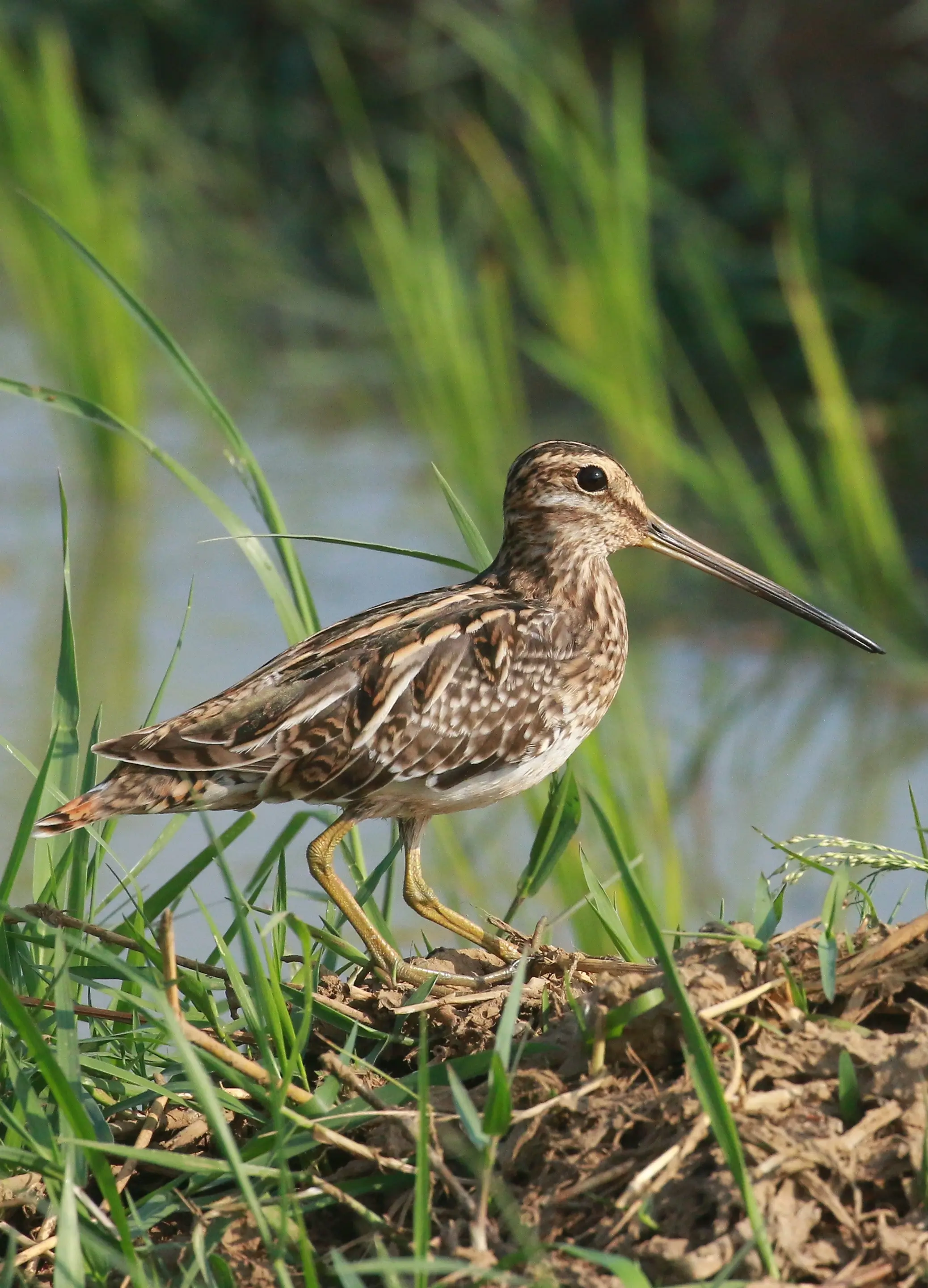 Common Snipe