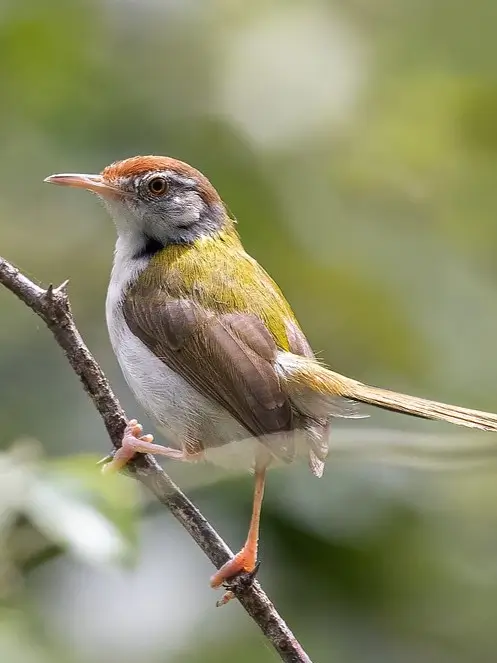 Common Tailorbird