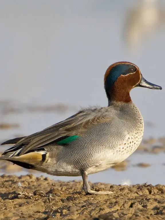 Common Teal
