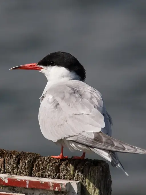 Common Tern