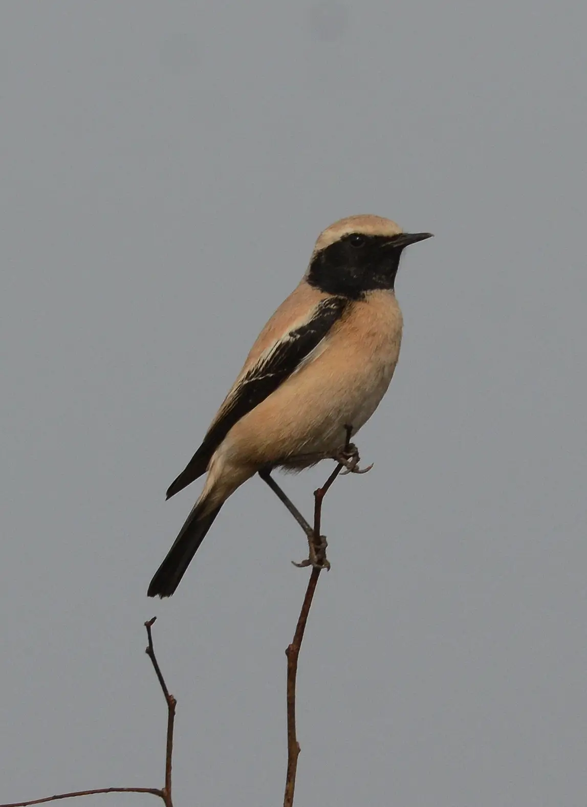 Desert Wheatear