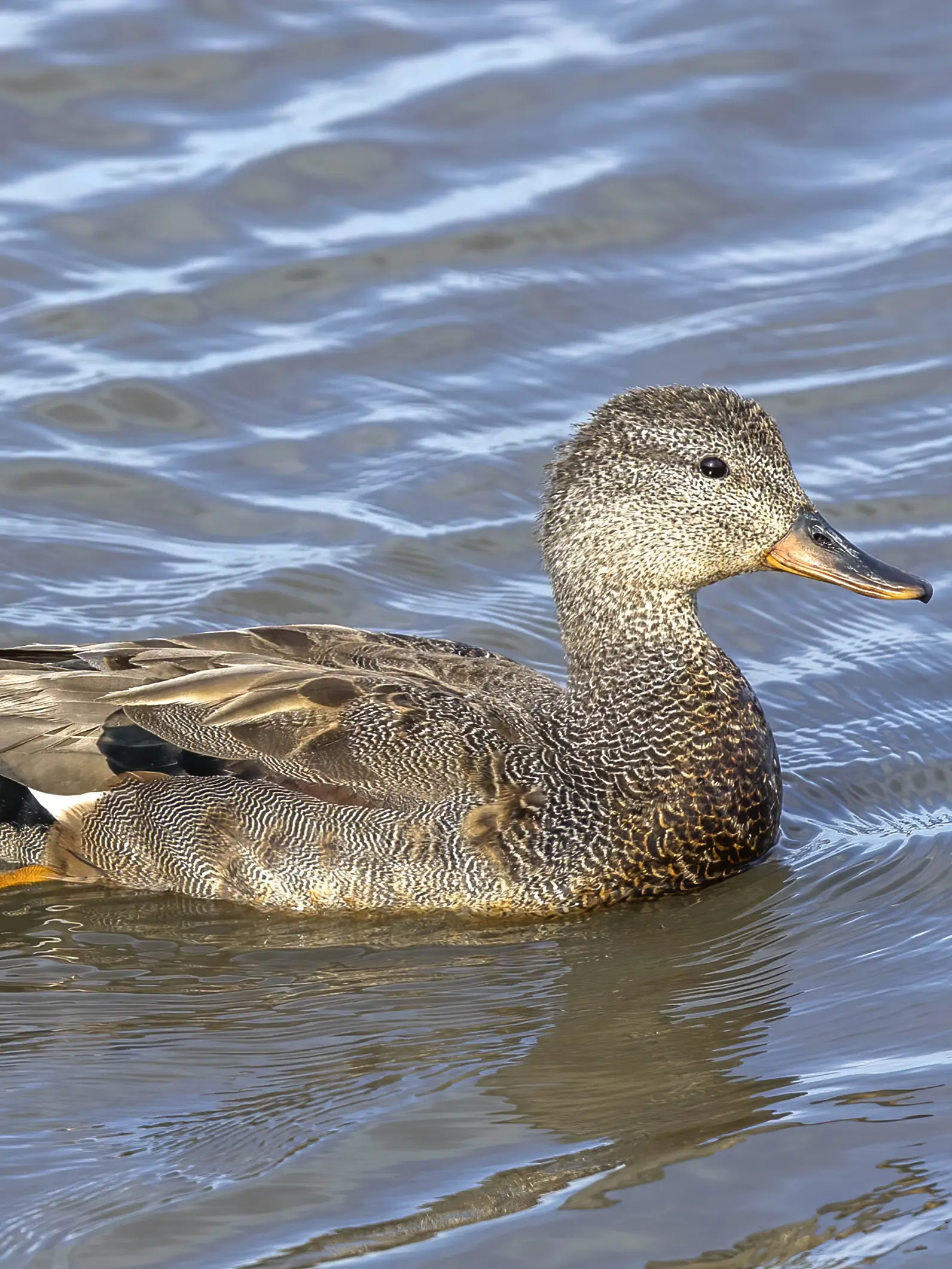 Gadwall