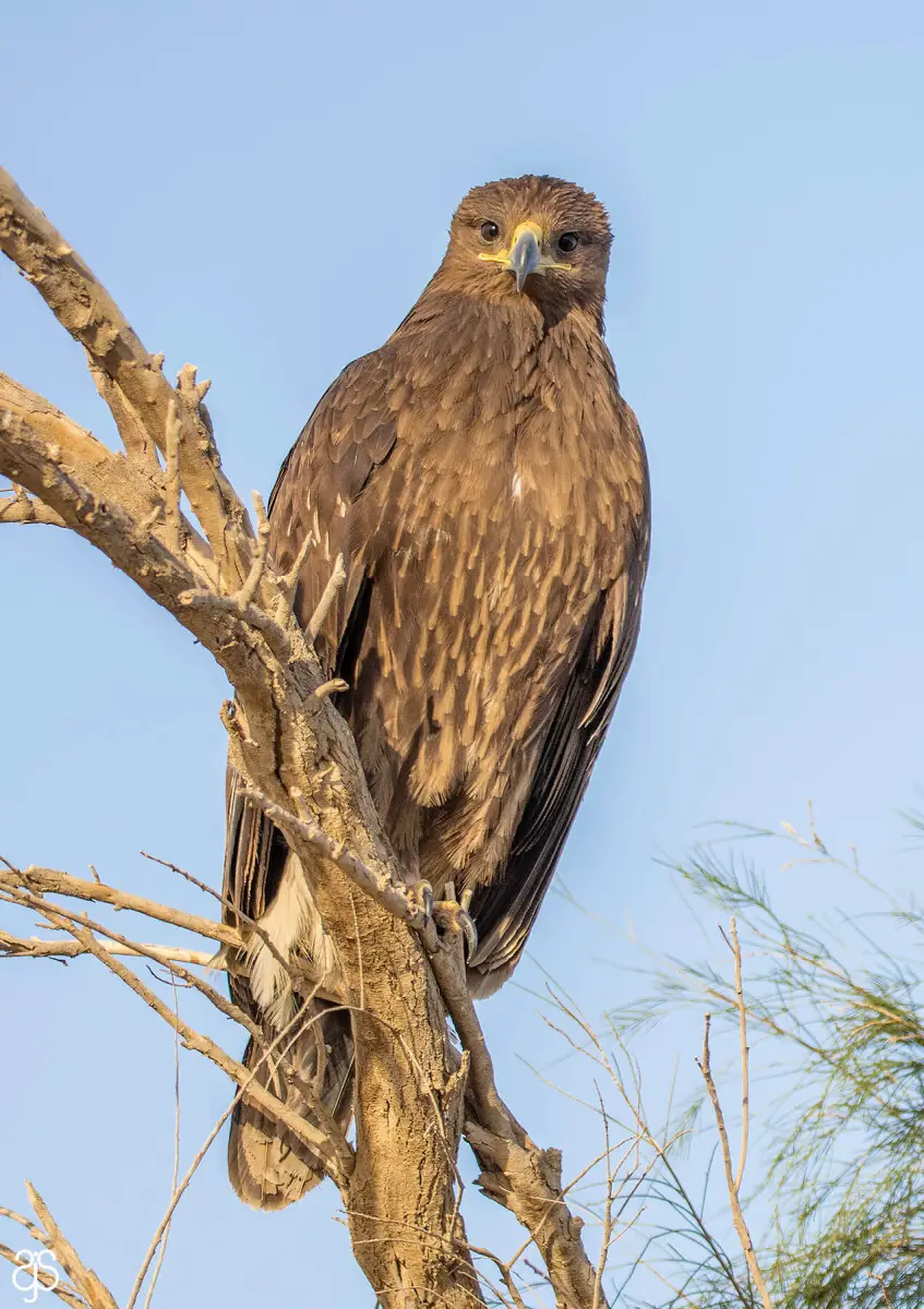 Greater Spotted Eagle
