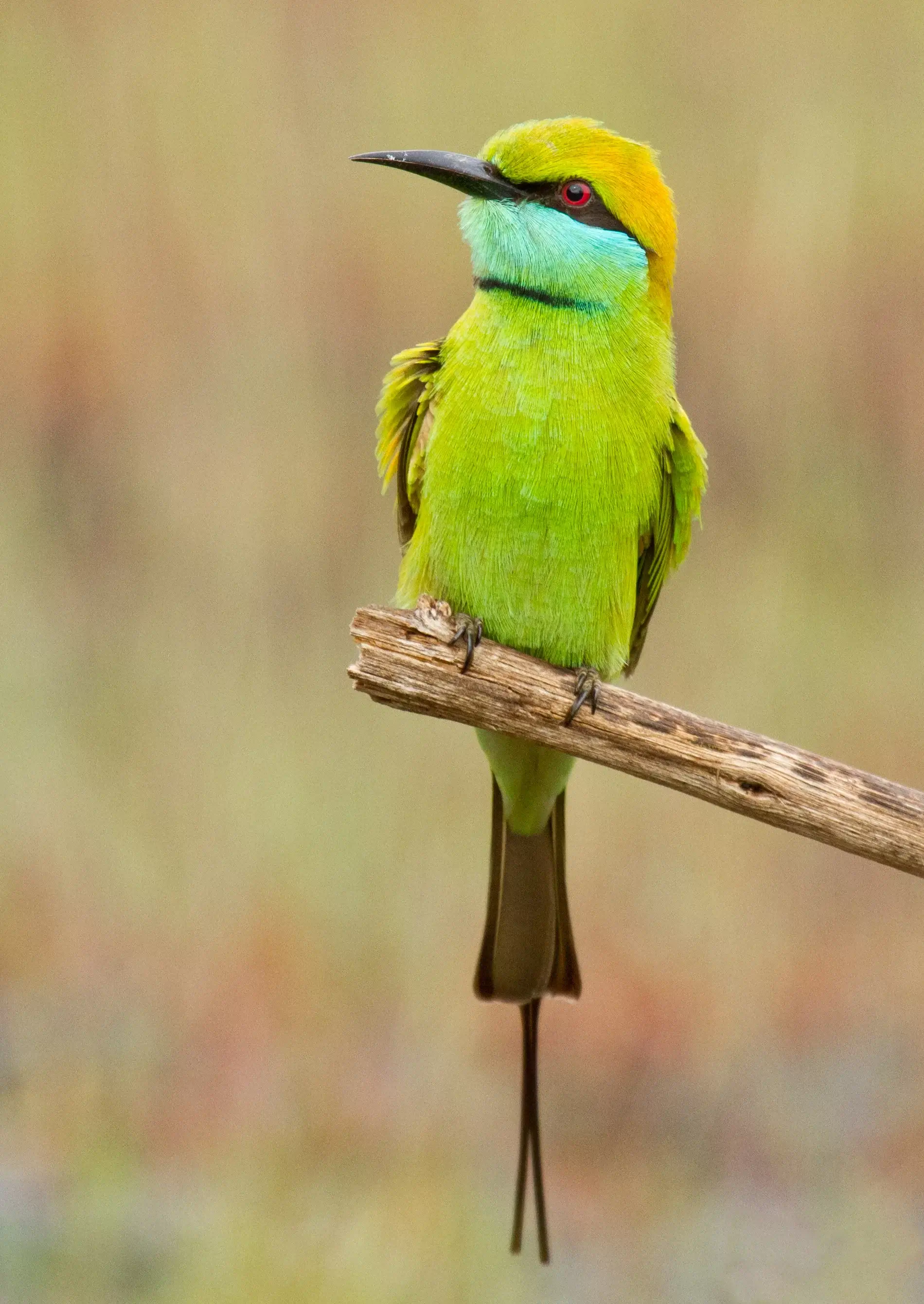 Green Bee Eater