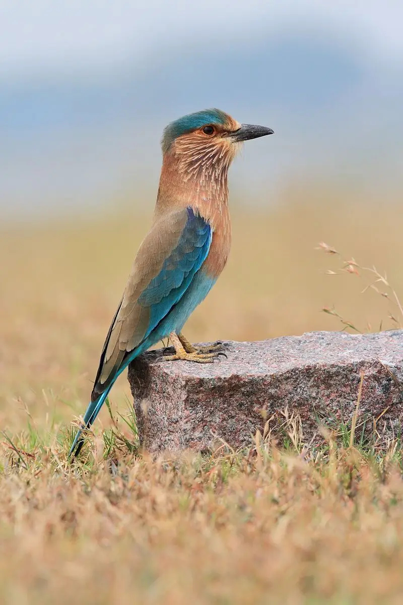 Indian Roller