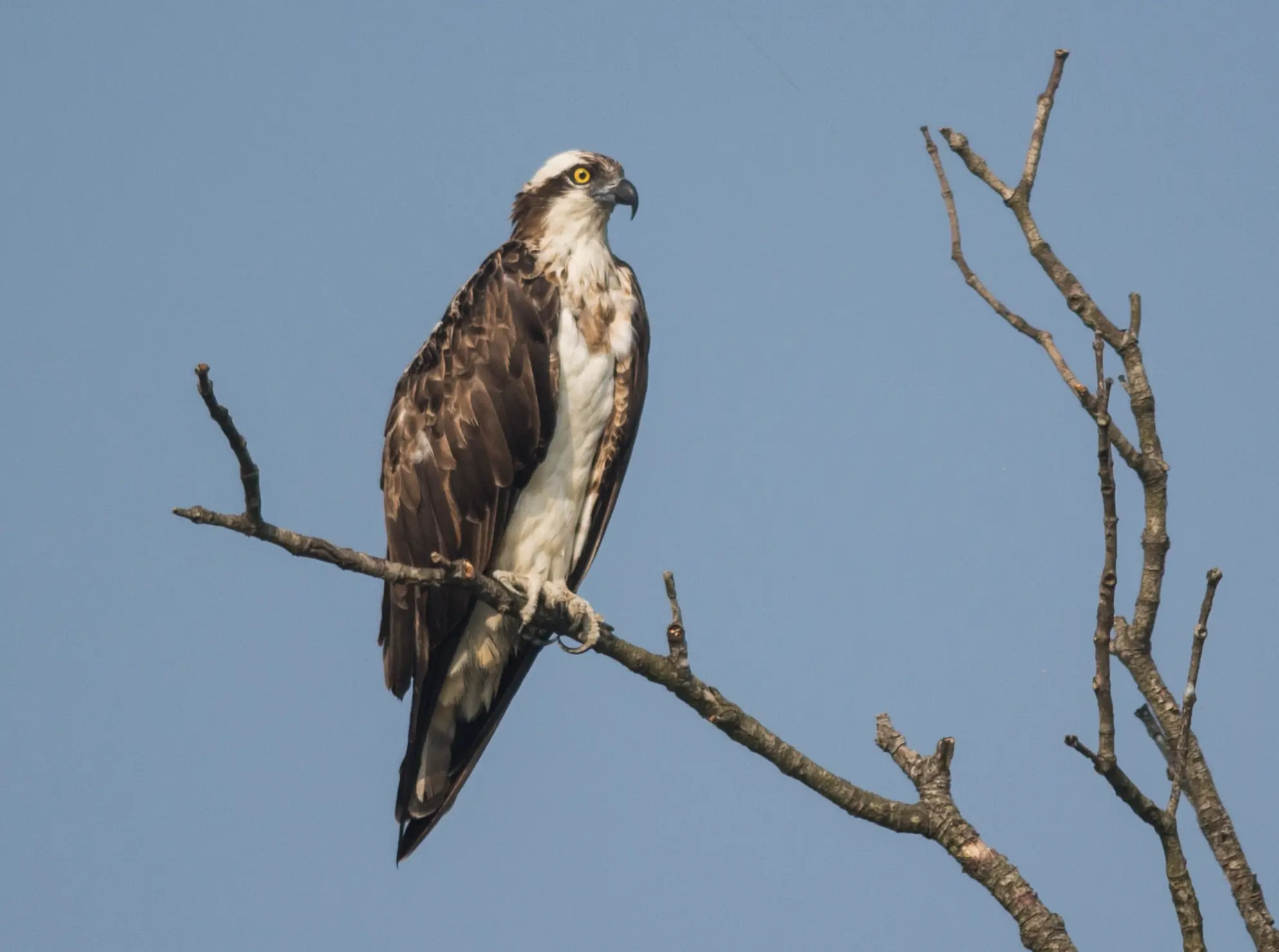 Osprey