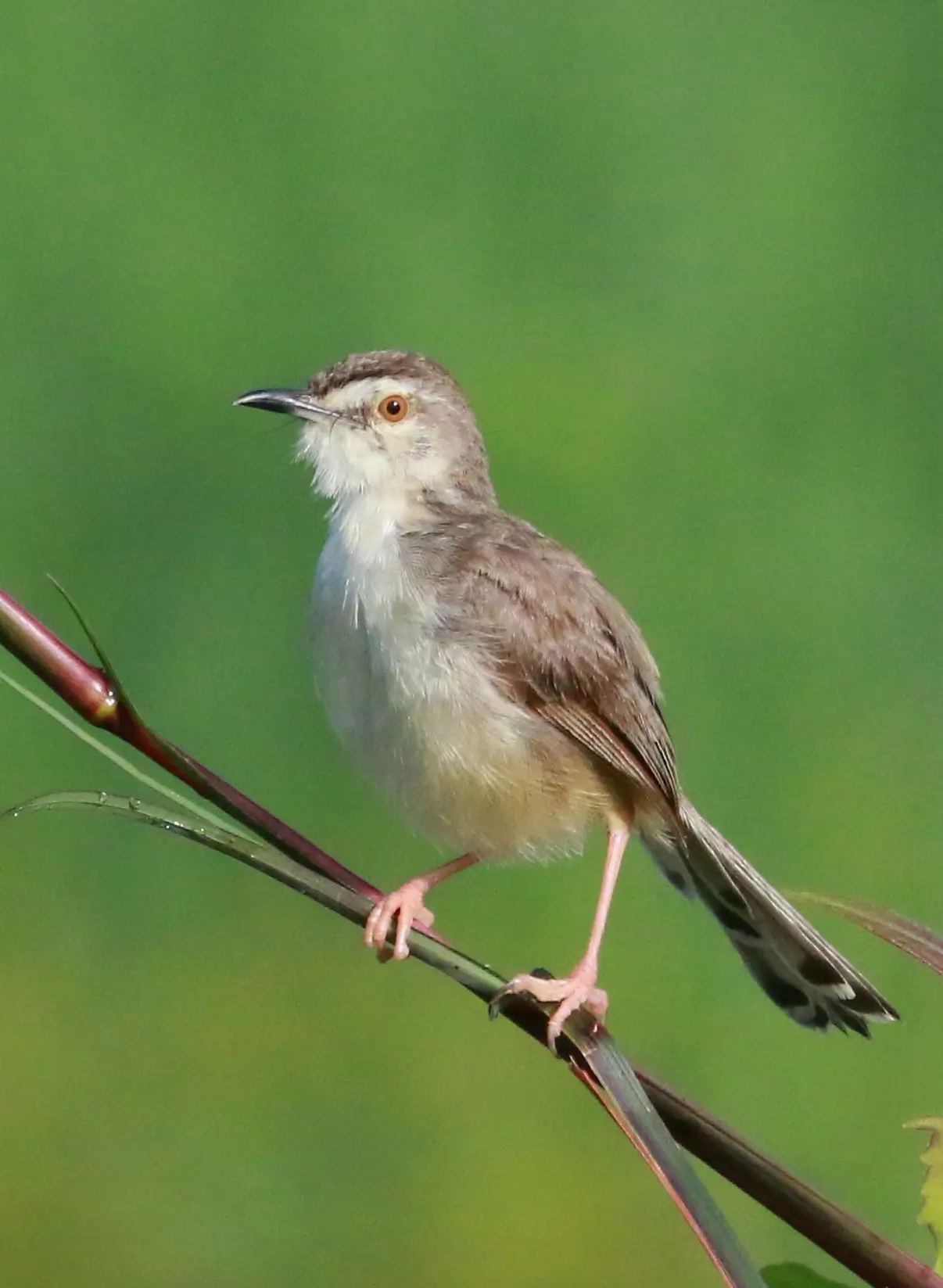 Plain Prinia