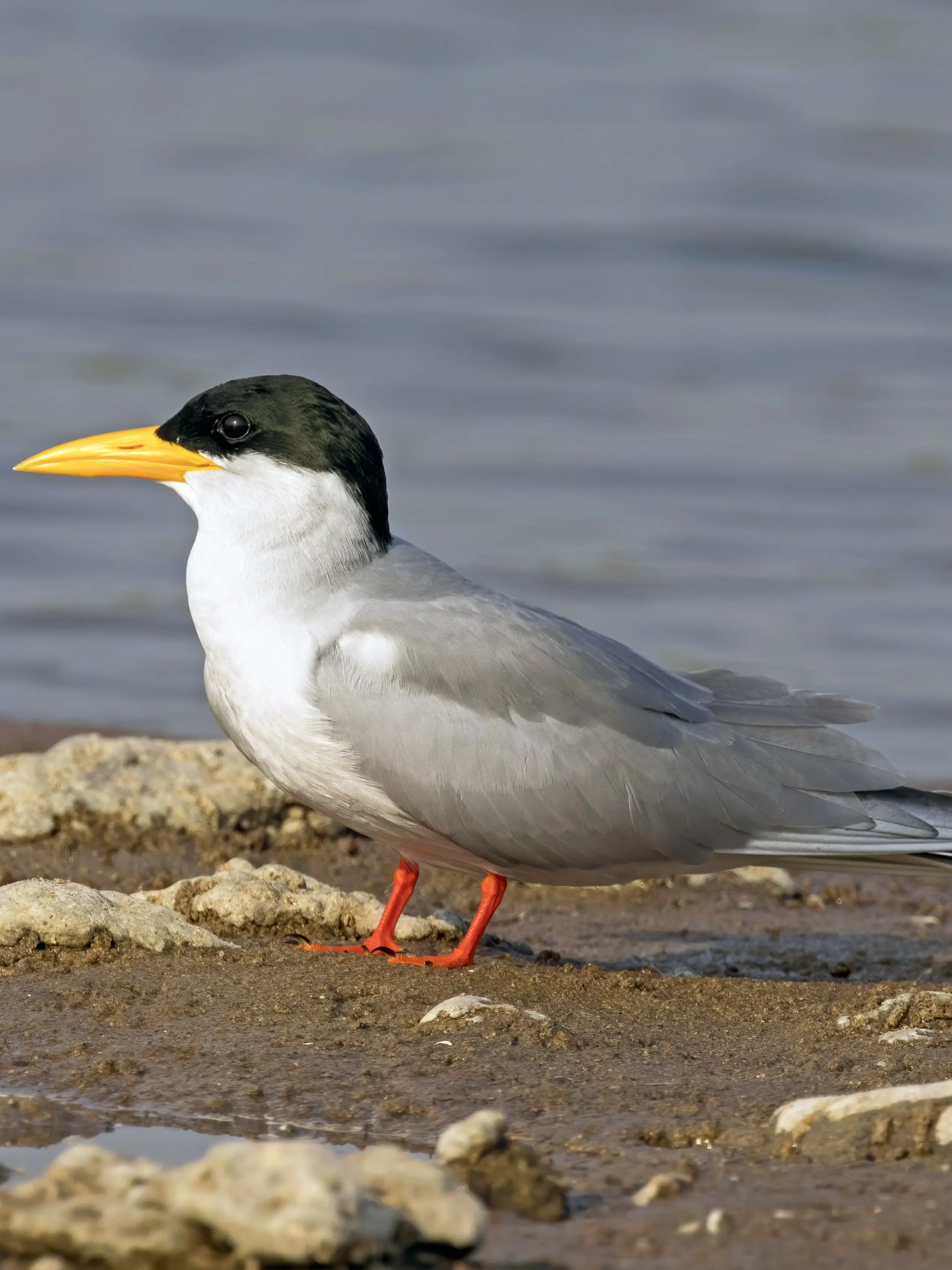 River Tern