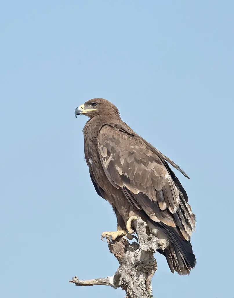 Steppe Eagle