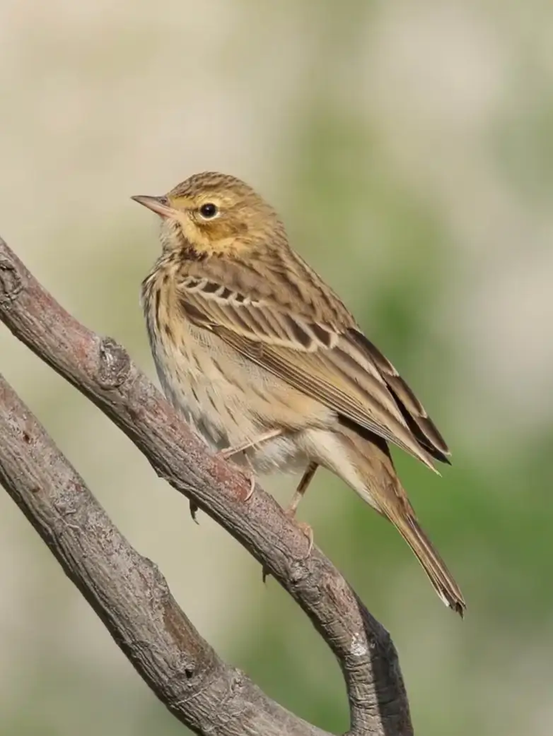 Tree Pipit