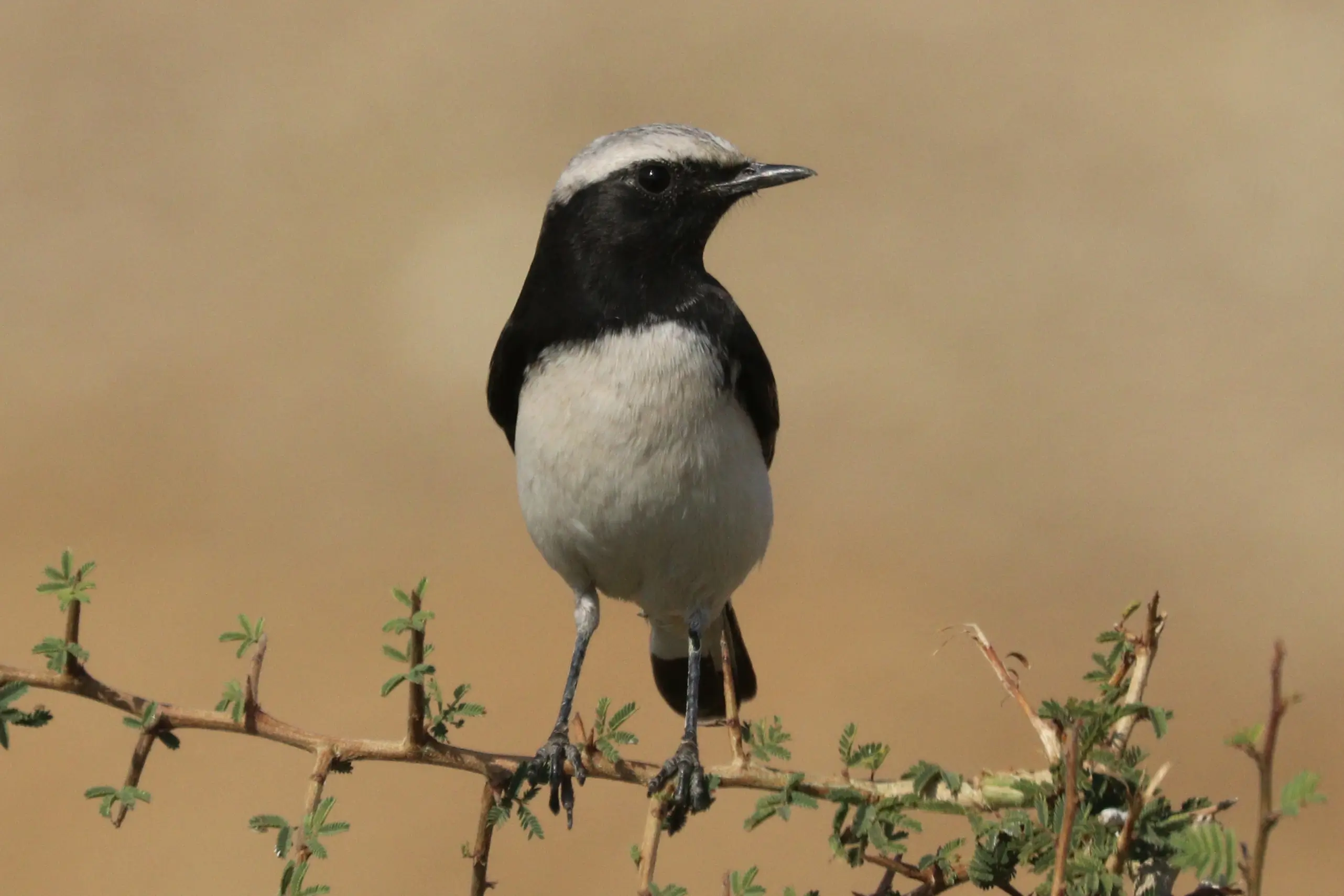 Variable Wheatear