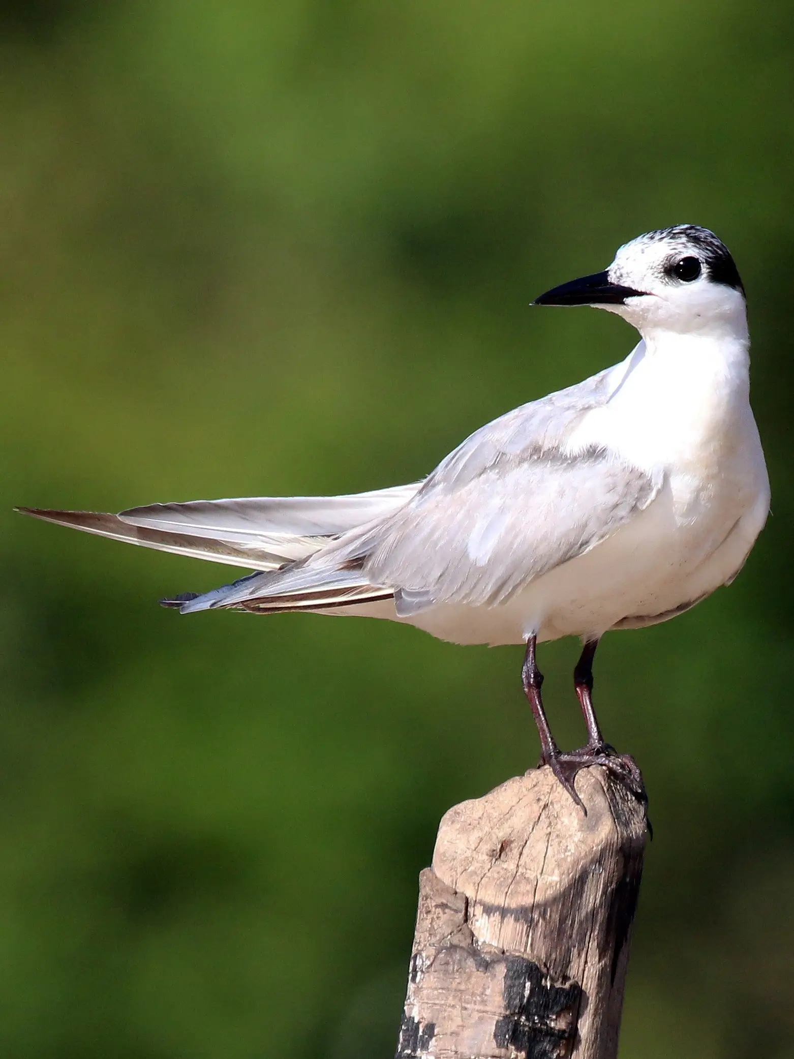 Whiskered Tern