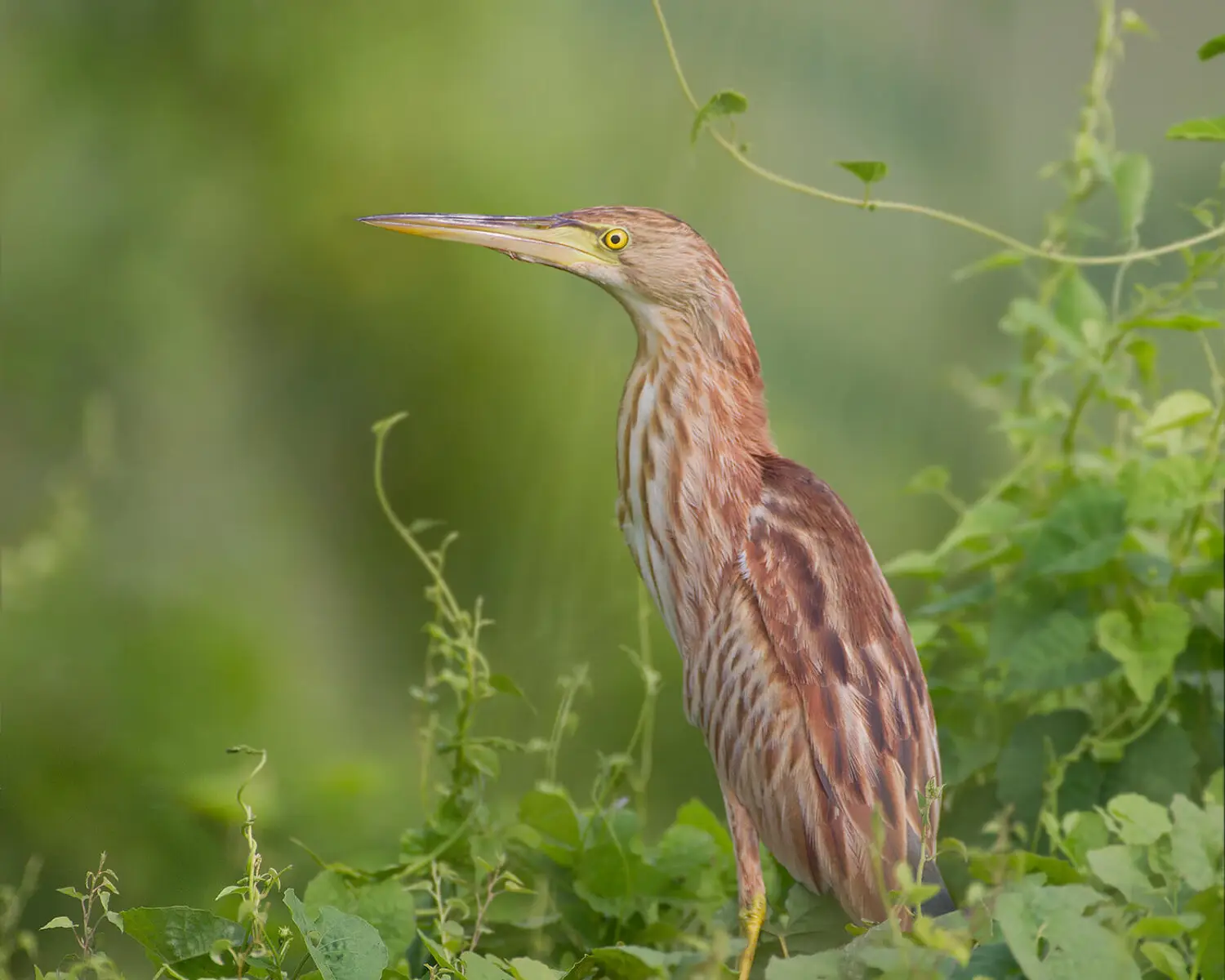 Yellow Bittern
