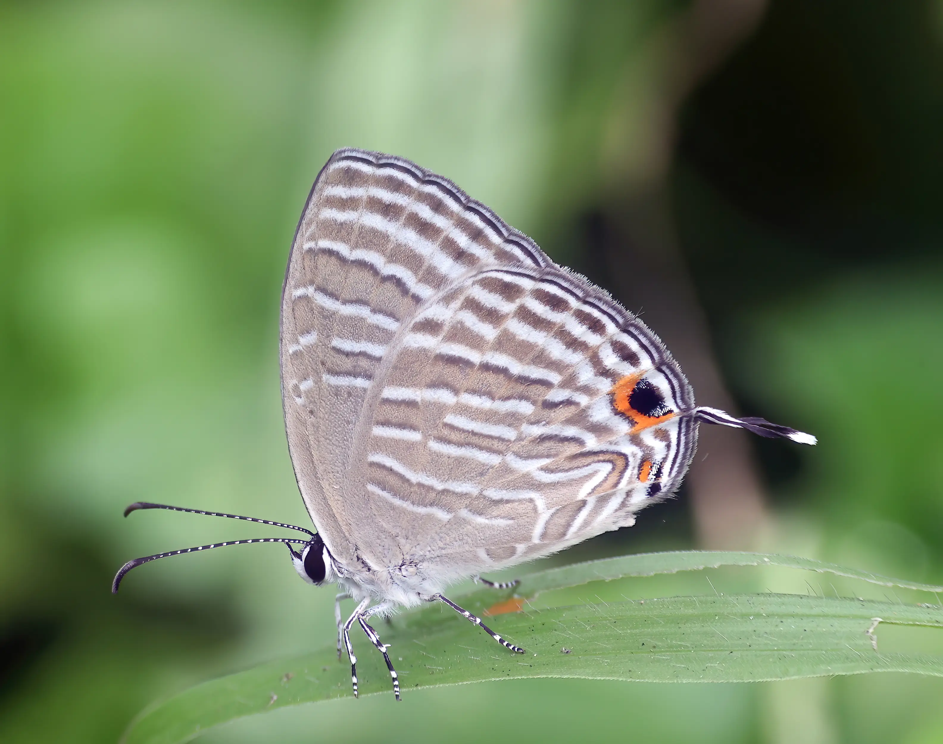 Common Cerulean