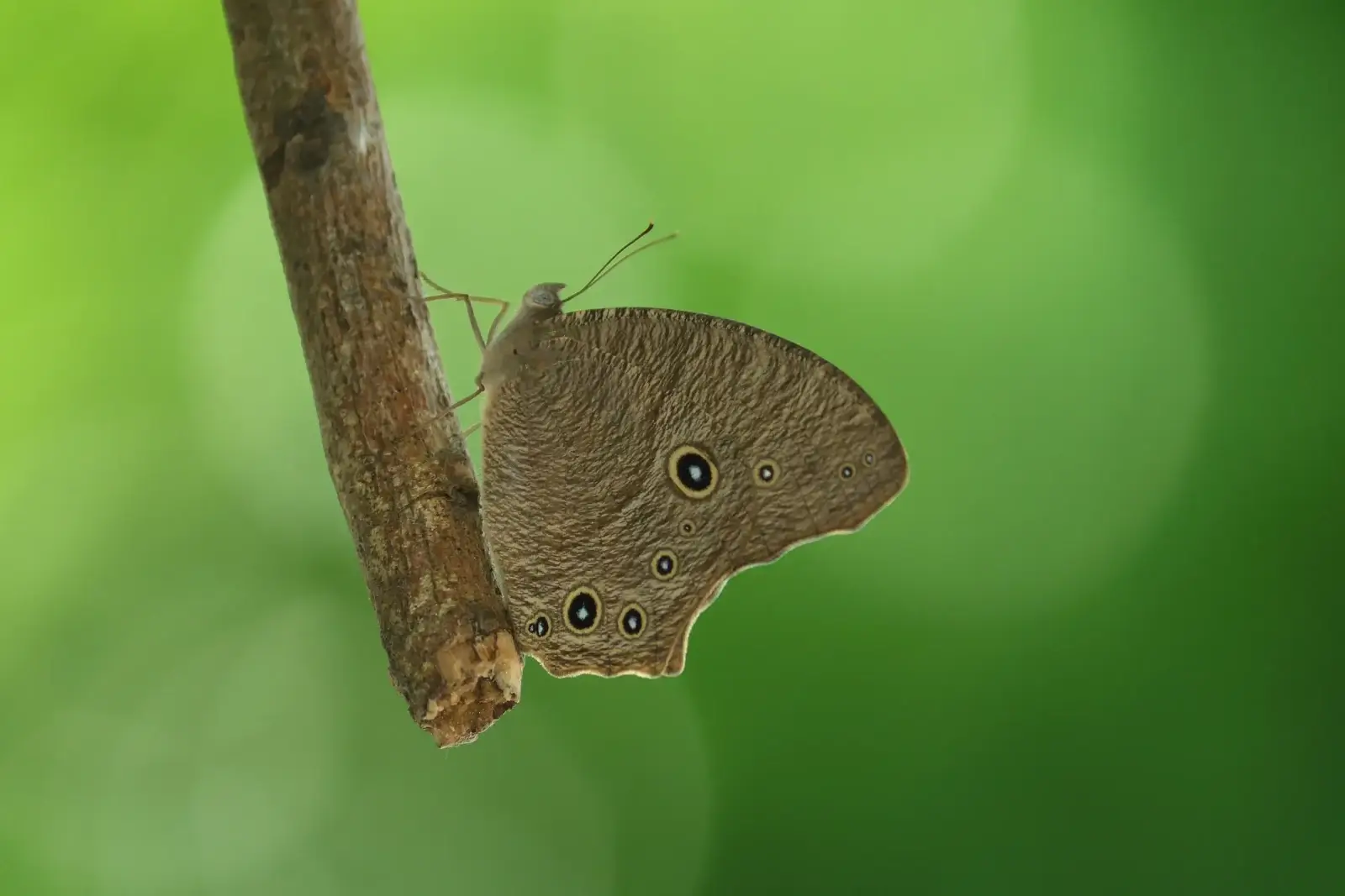 Common Evening Brown
