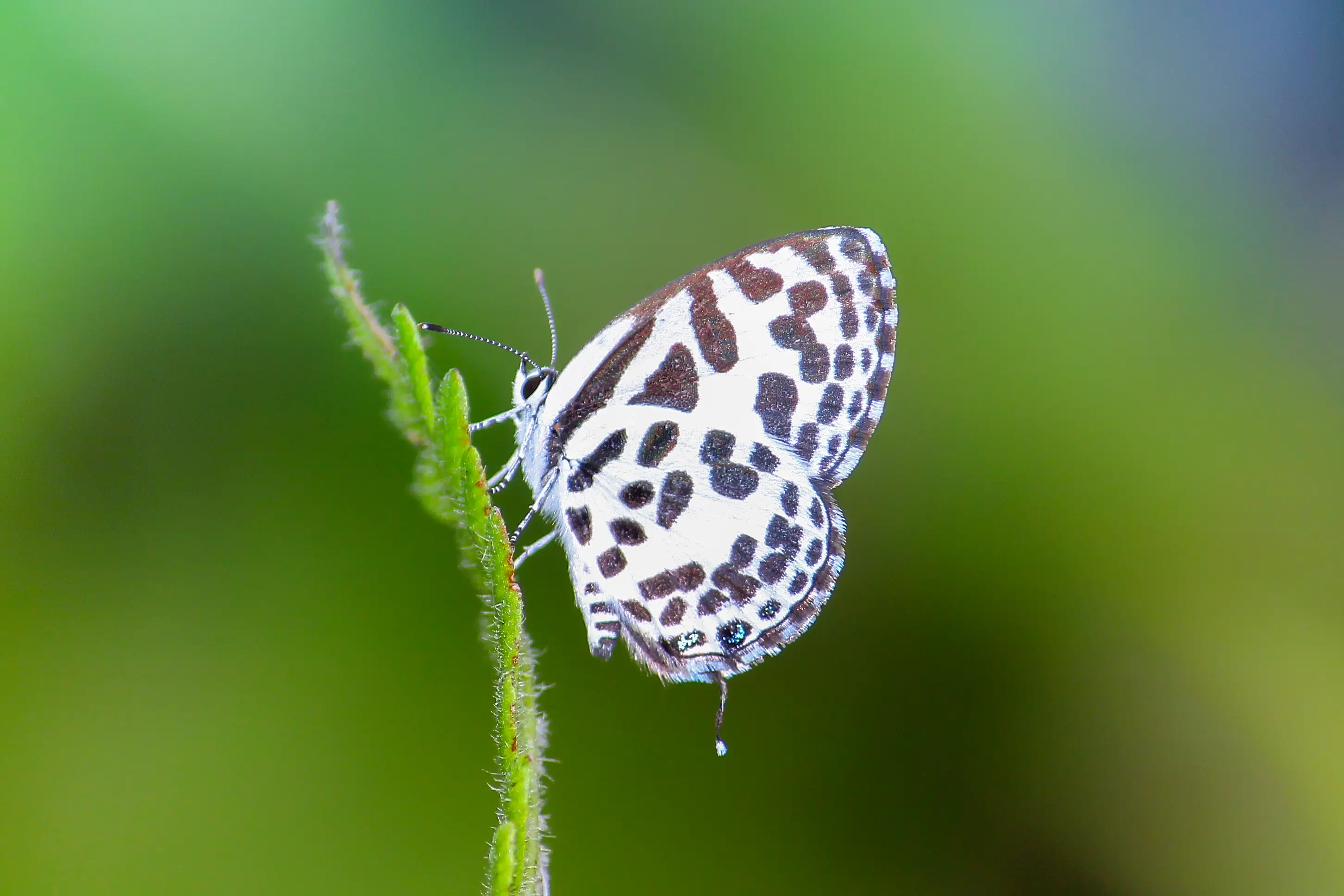 Common Pierrot