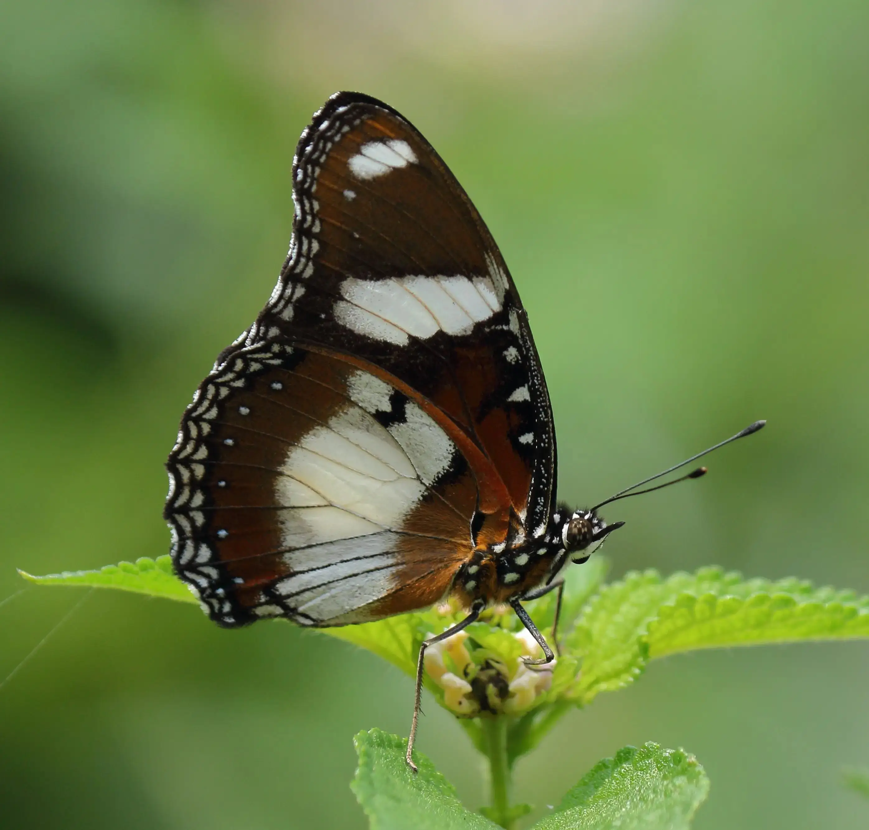 Danaid Eggfly