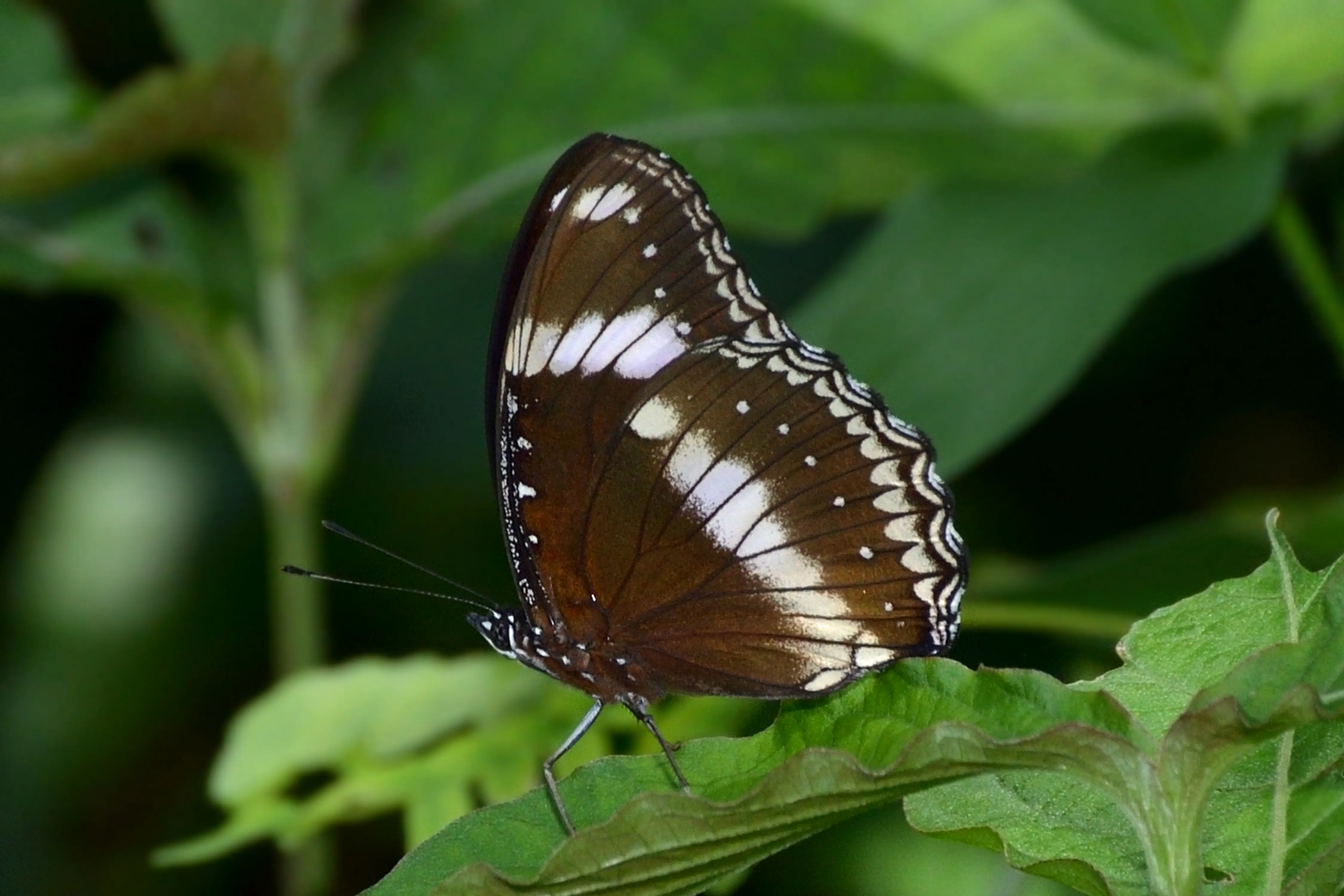 Great Eggfly