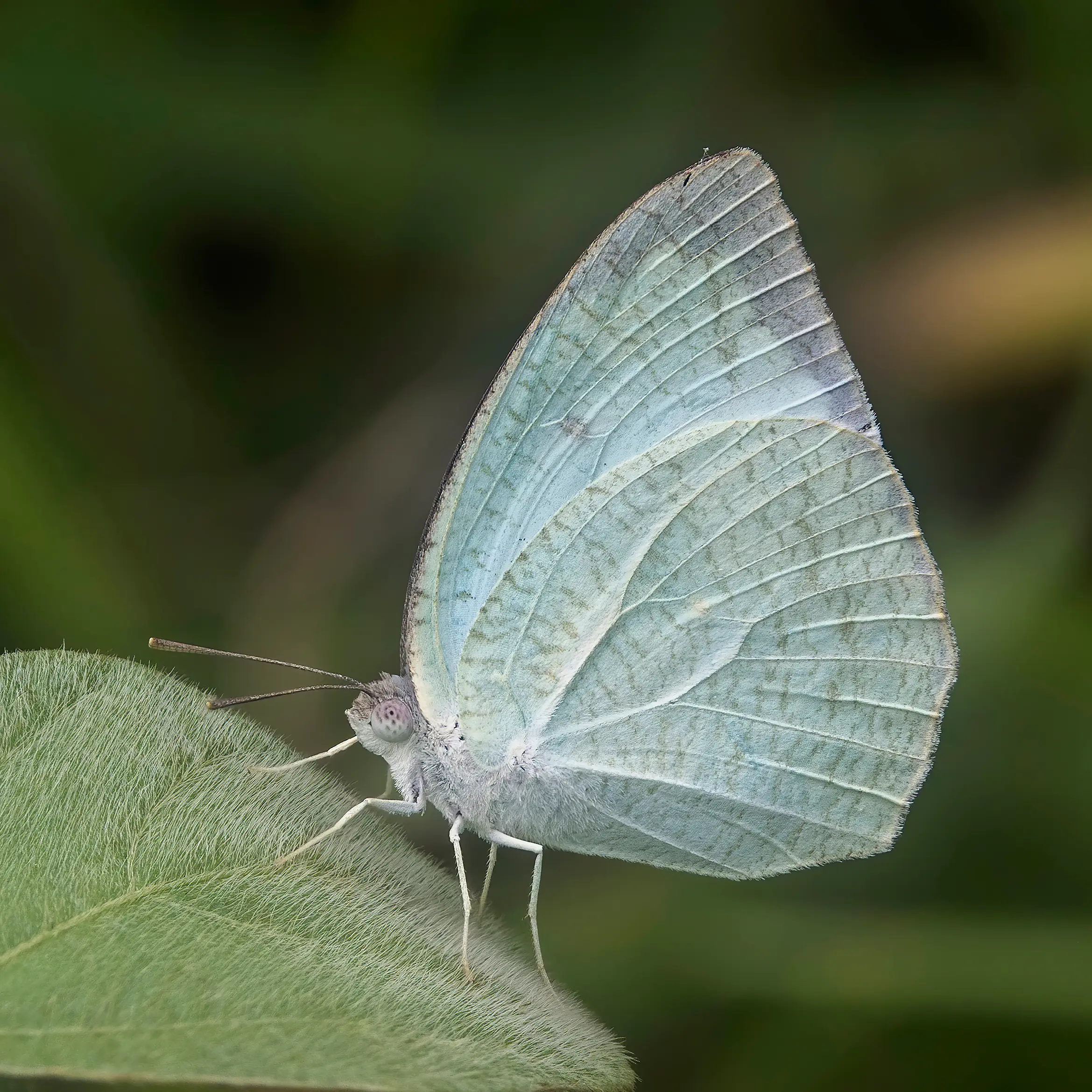 Mottled Emigrant