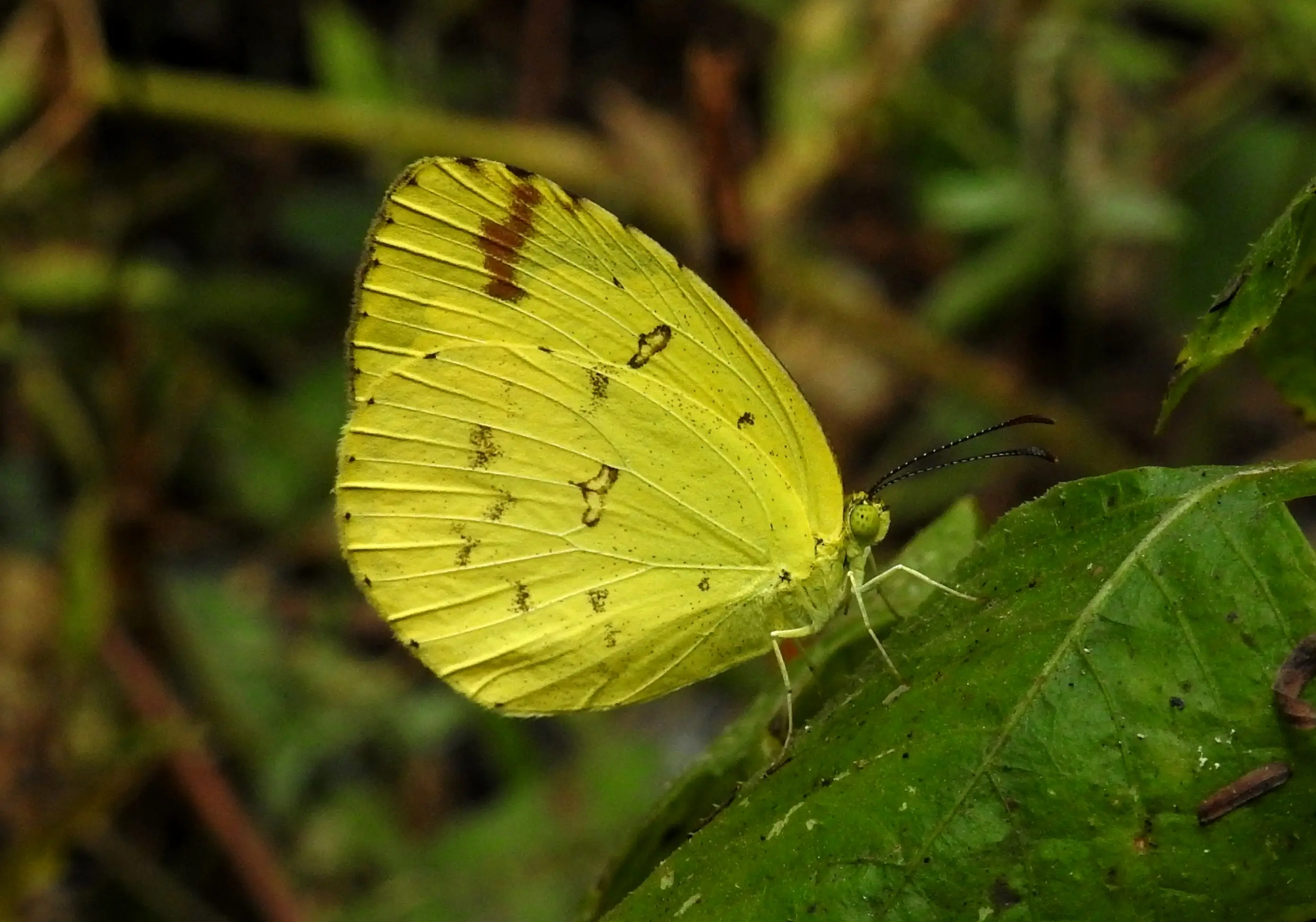 Small Grass Yellow