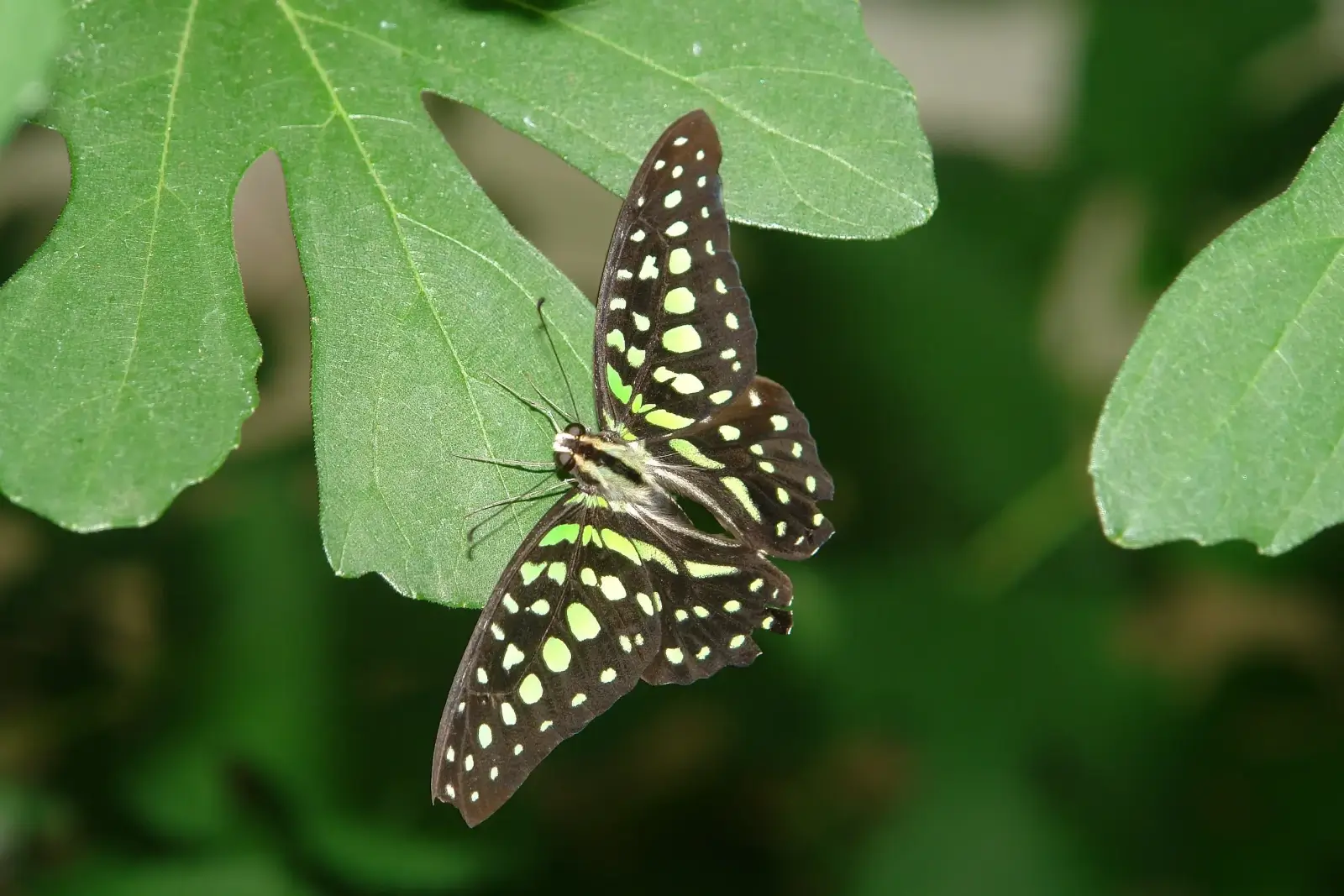 Tailed Jay