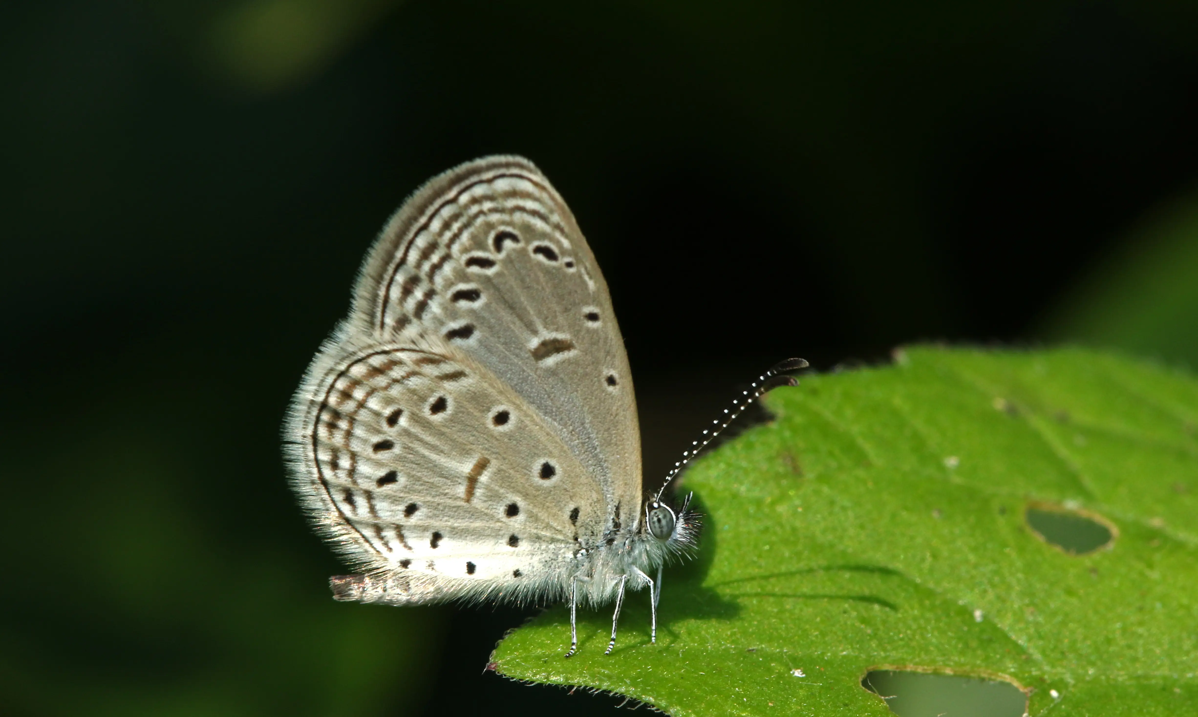 Tiny Grass Blue