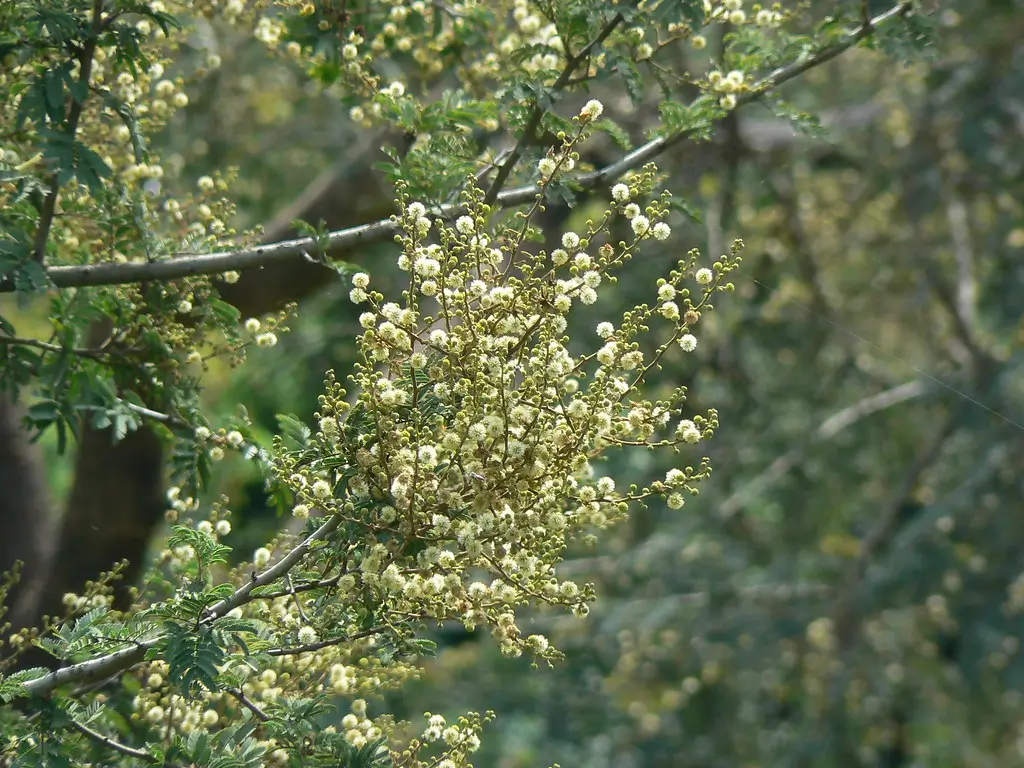 Flora Victoria Park