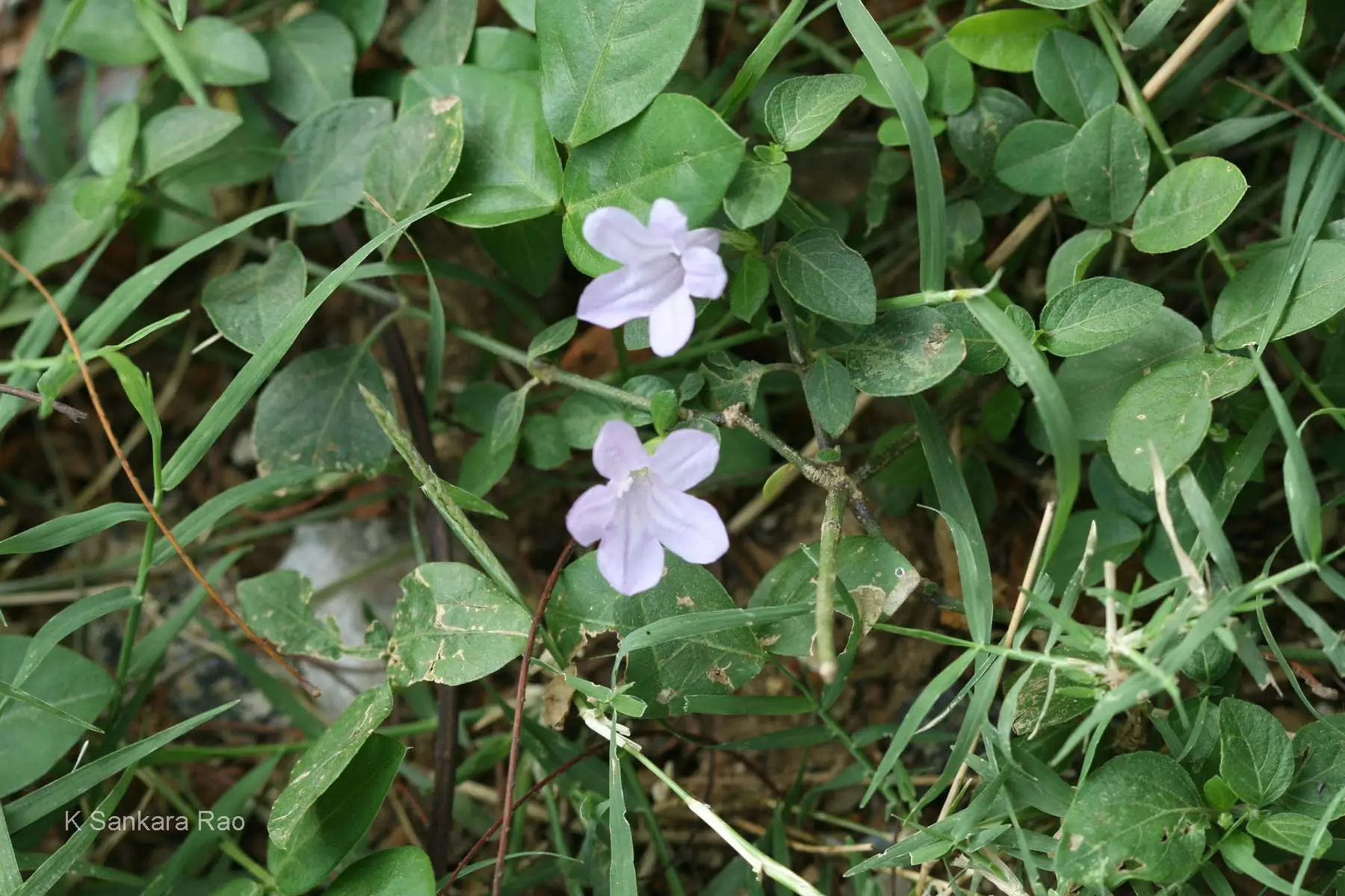 Dipteracanthus Patulus