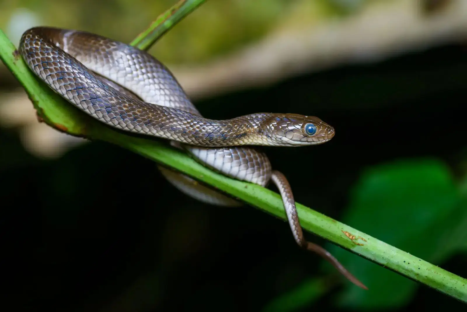 Checkered Keelback