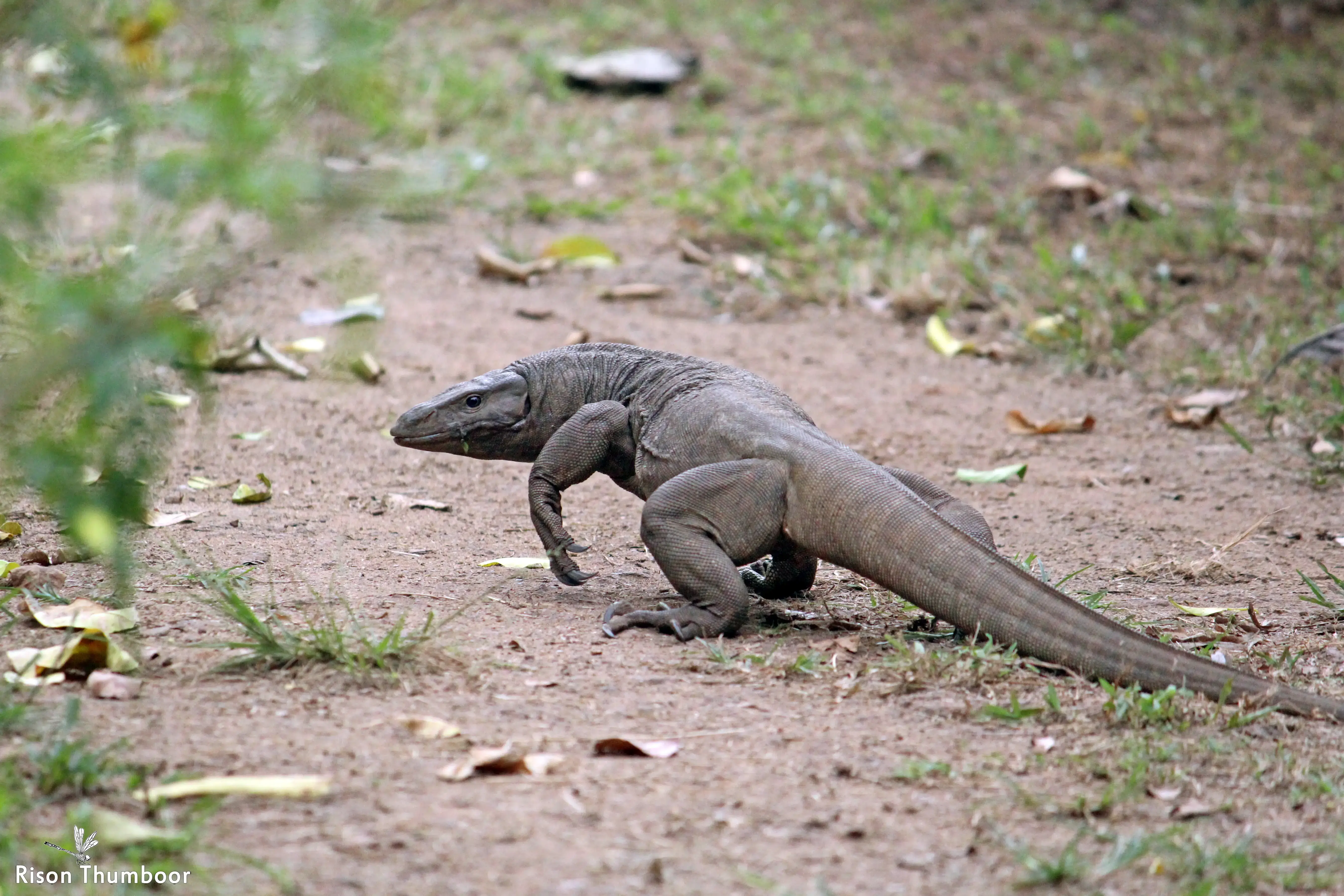 Monitor Lizards