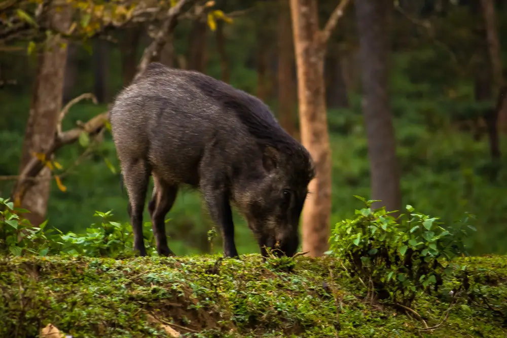 Indian Wildboar