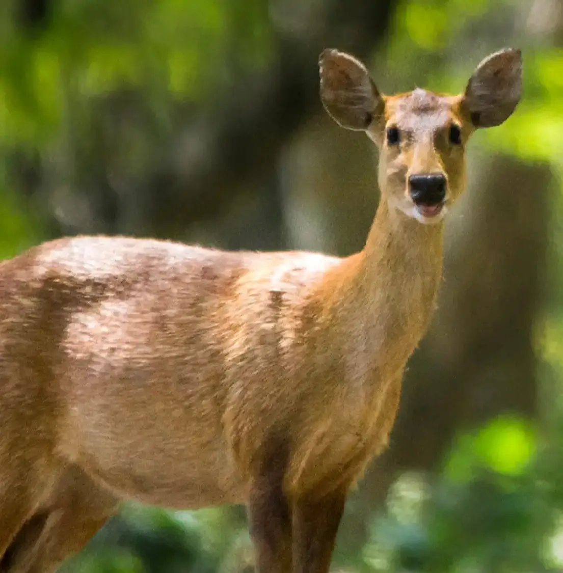 Indian Hog Deer