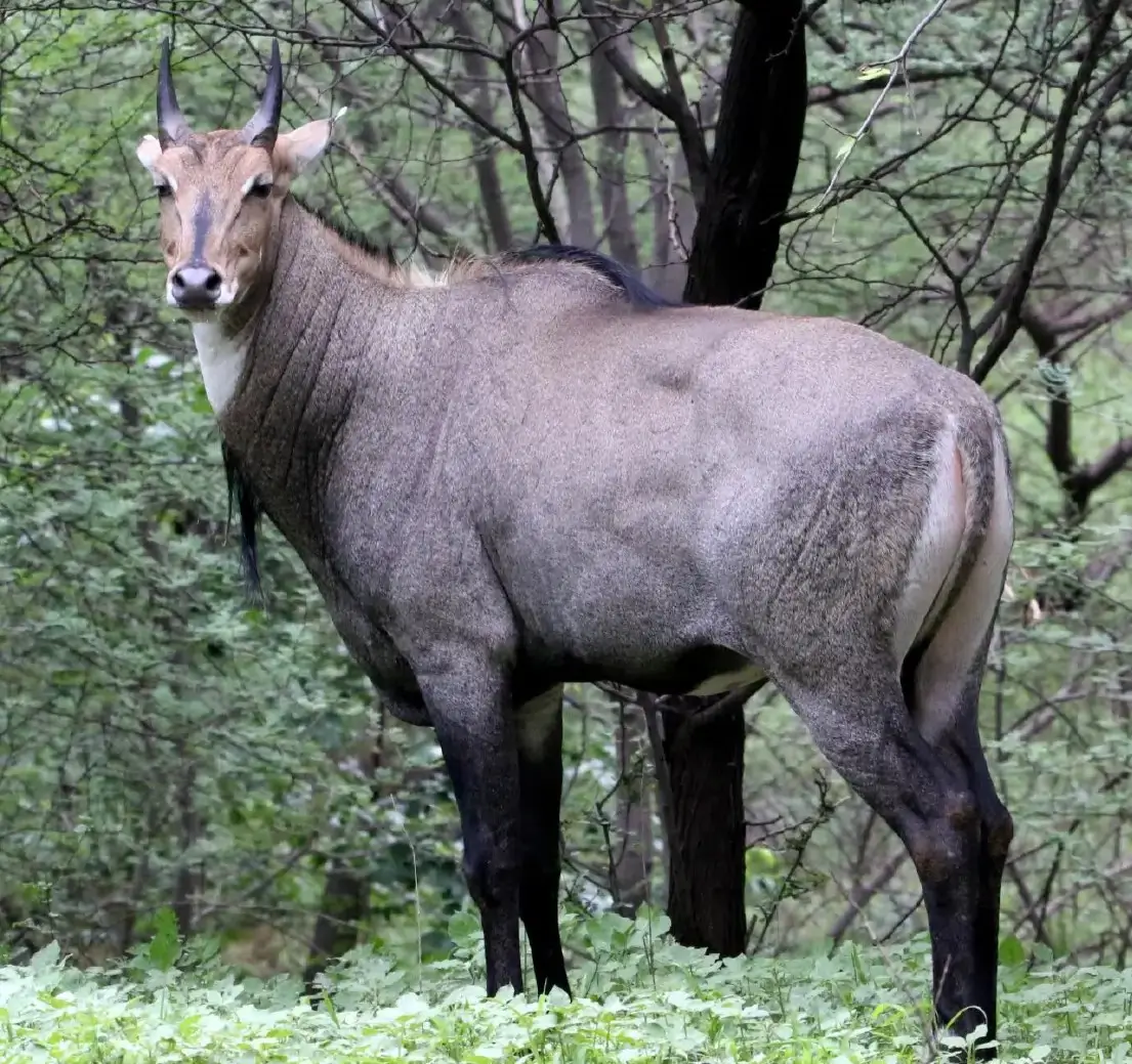 Nil Gai In a Jungle