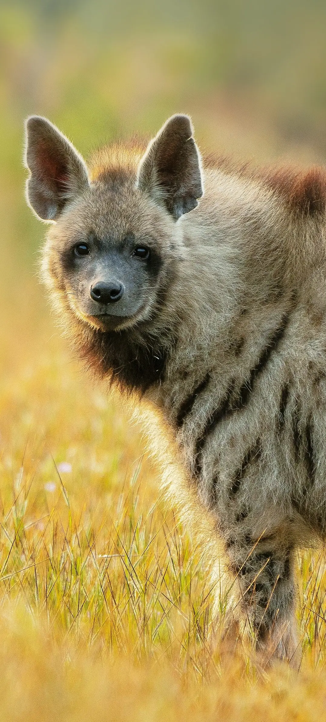 Stripe Hyena