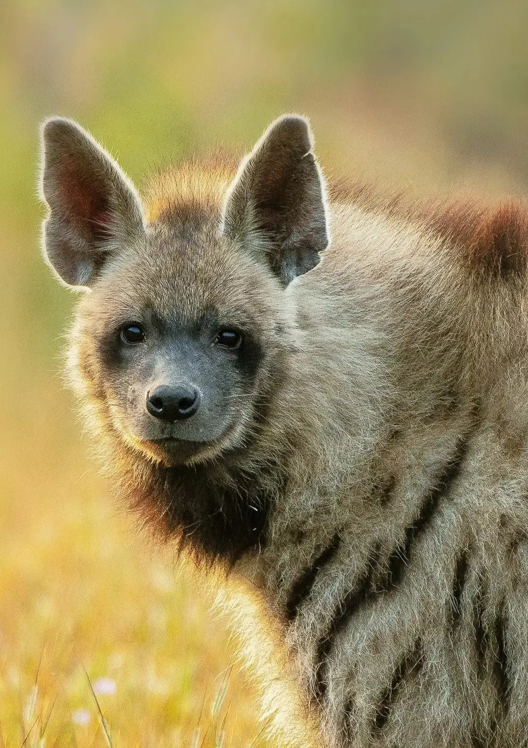 Stripe Hyena